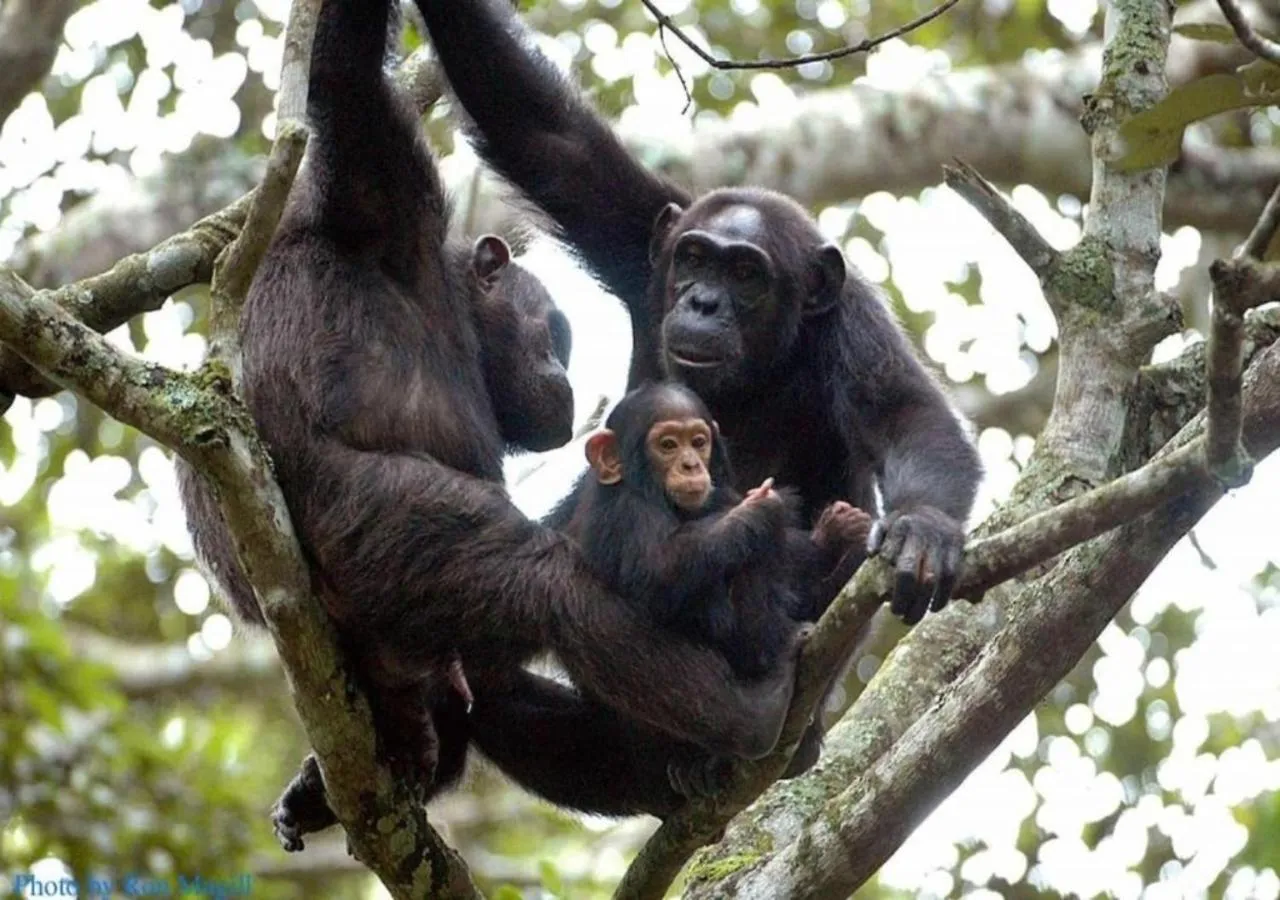 Animals in Chimpanzee Lodge