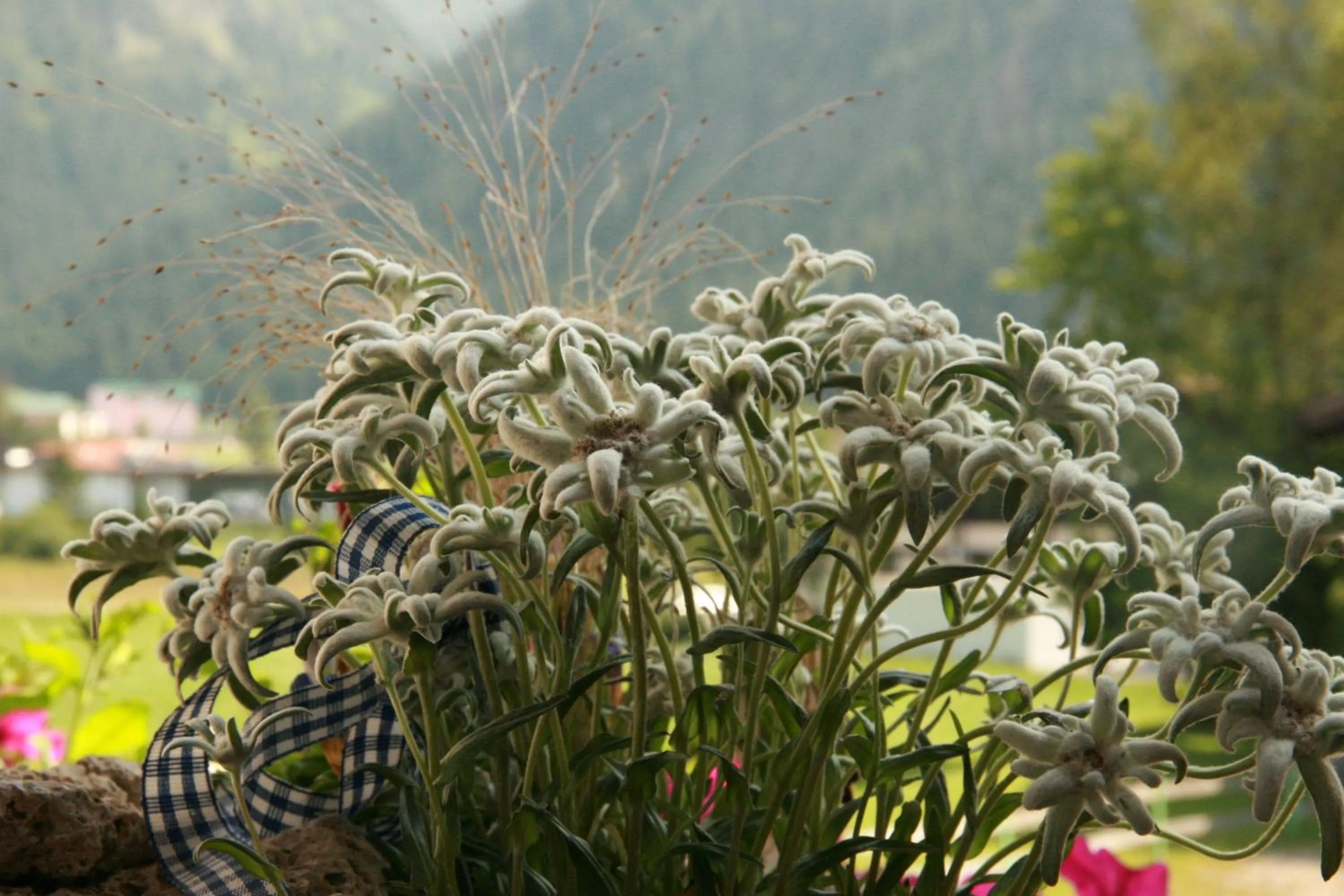 Garden in Das Edelweiss