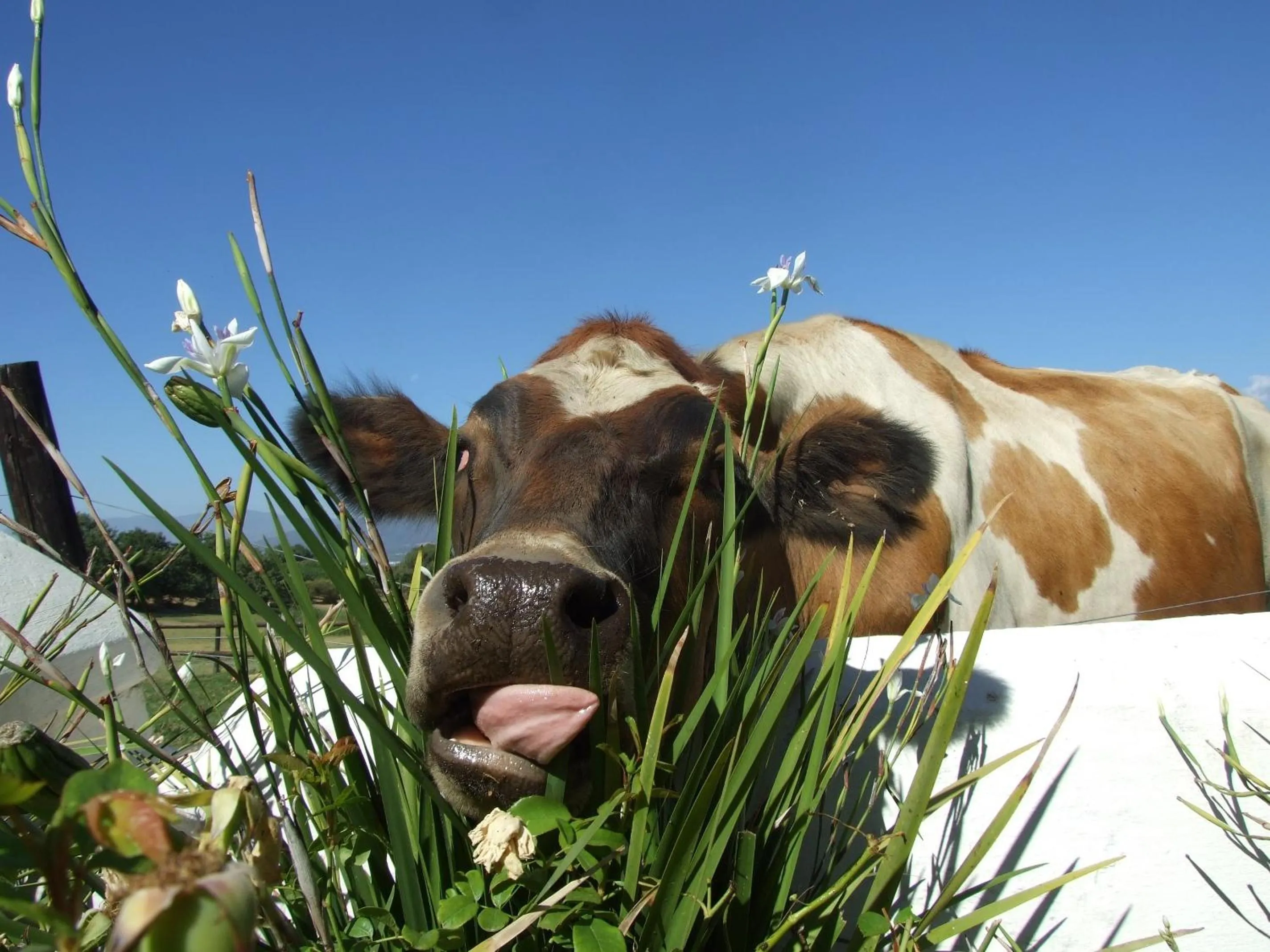 Animals in Under Oaks Guesthouse