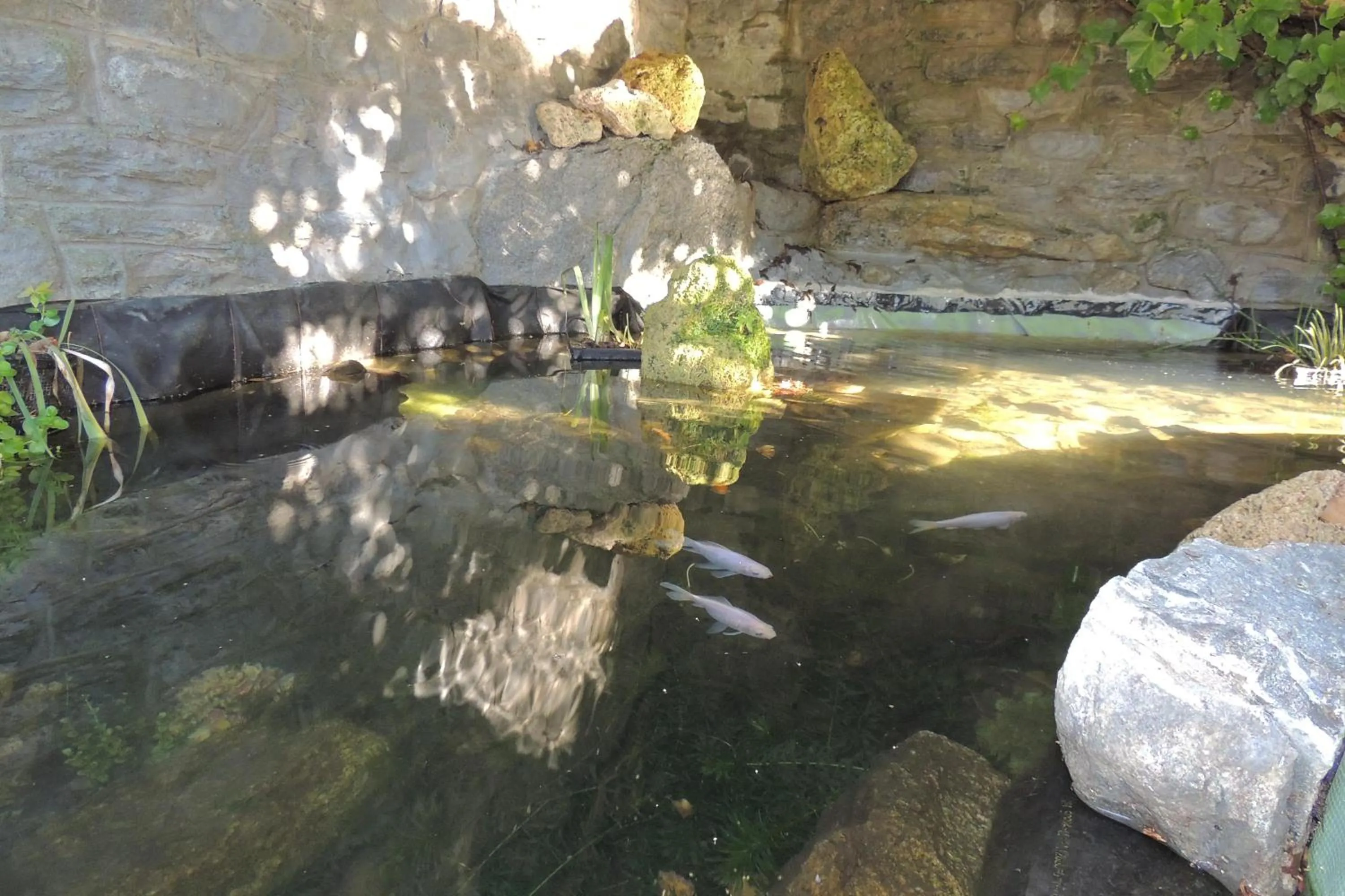 Decorative detail, Other Animals in B&B Haus Schönstatt contactless- Check-In