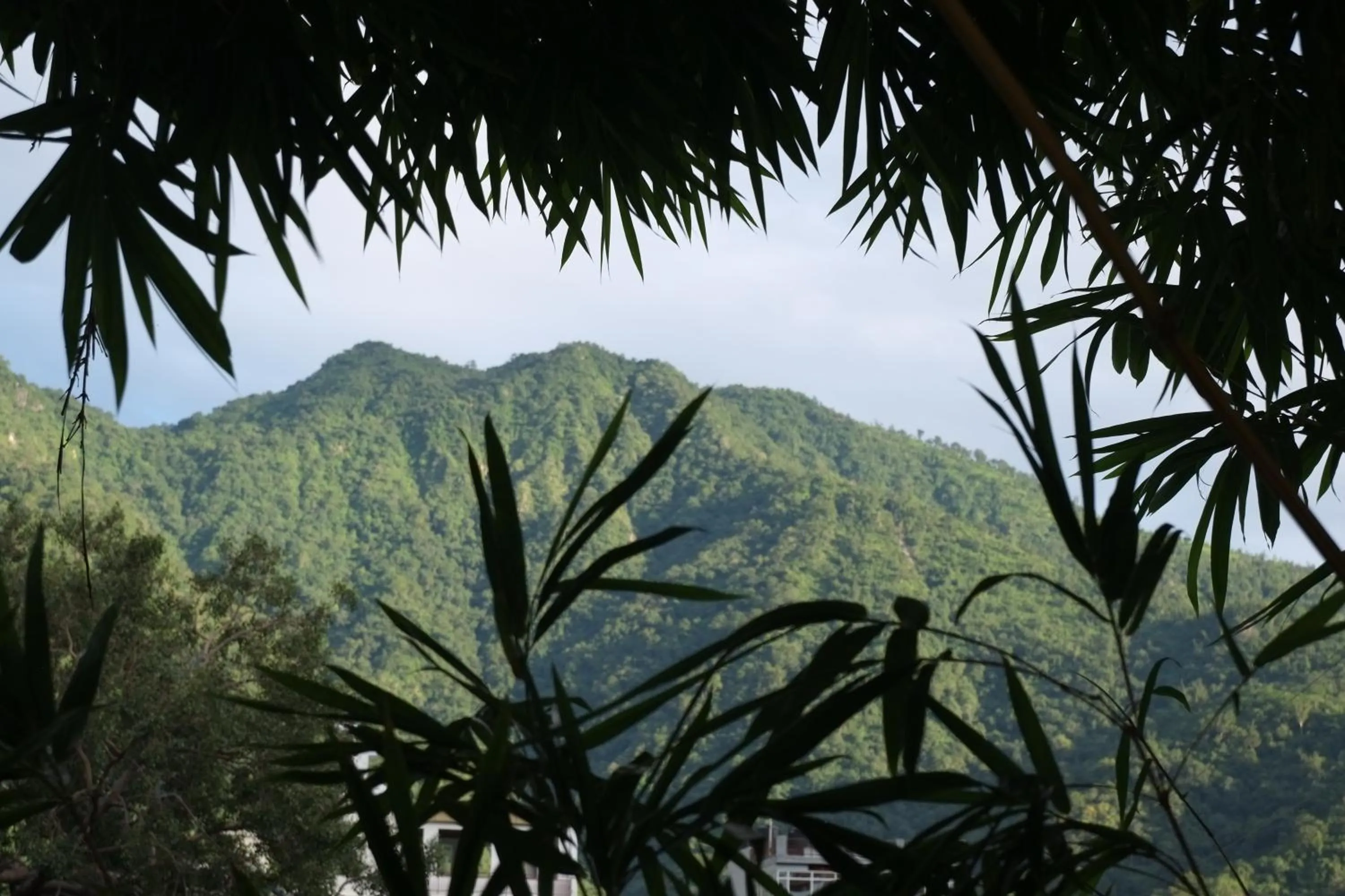 MVT Guesthouse & Restaurant (Rishikesh)