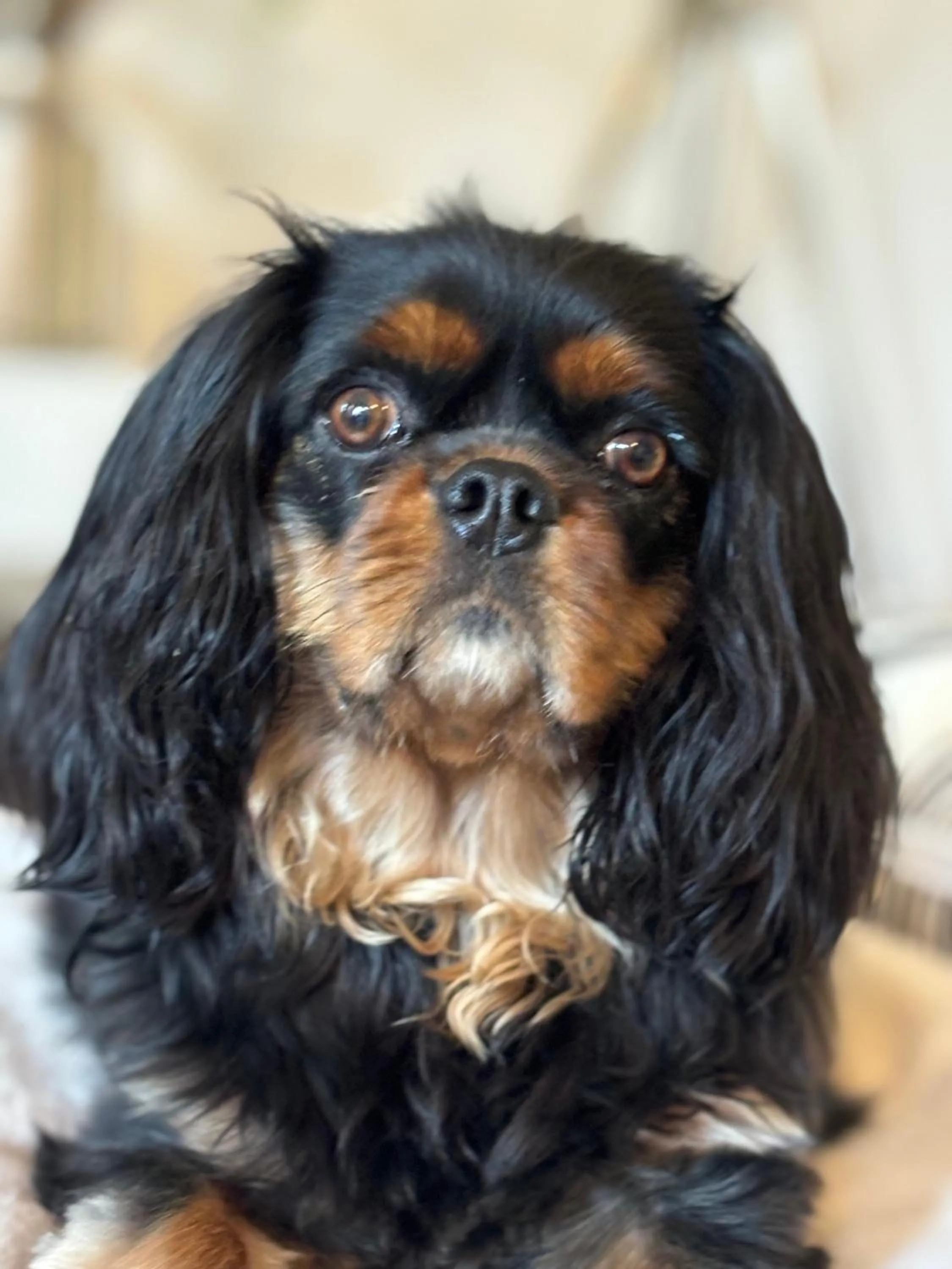 squero 911 appartament