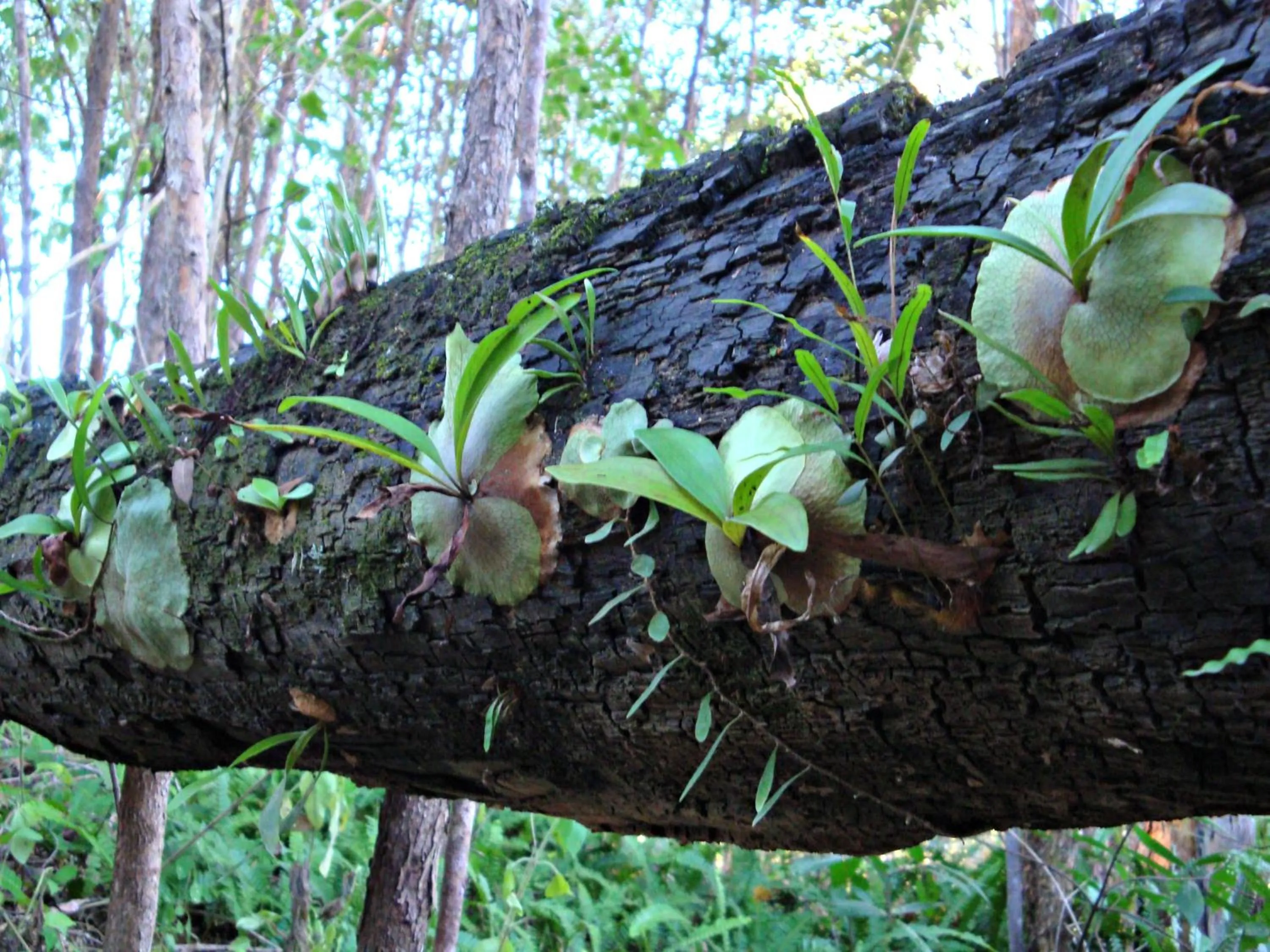 Garden in Melawondi Spring Retreat