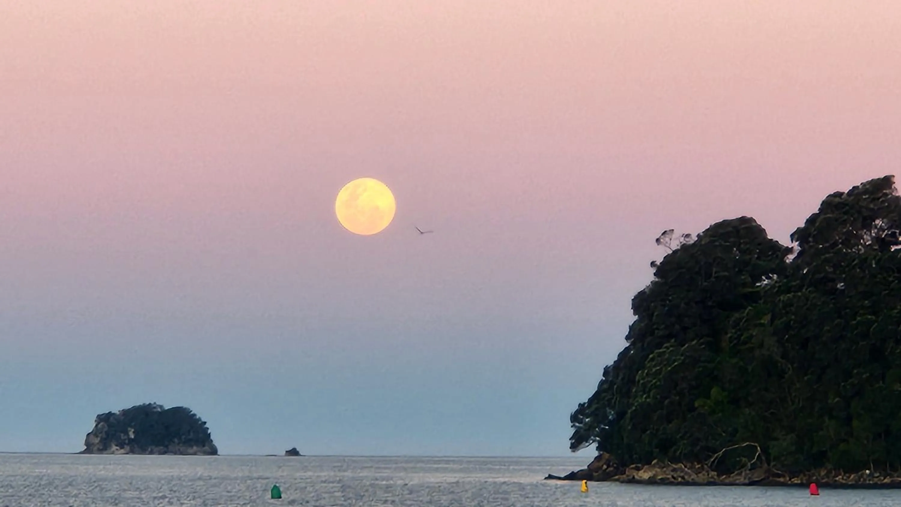 Waterfront Apartments Whitianga