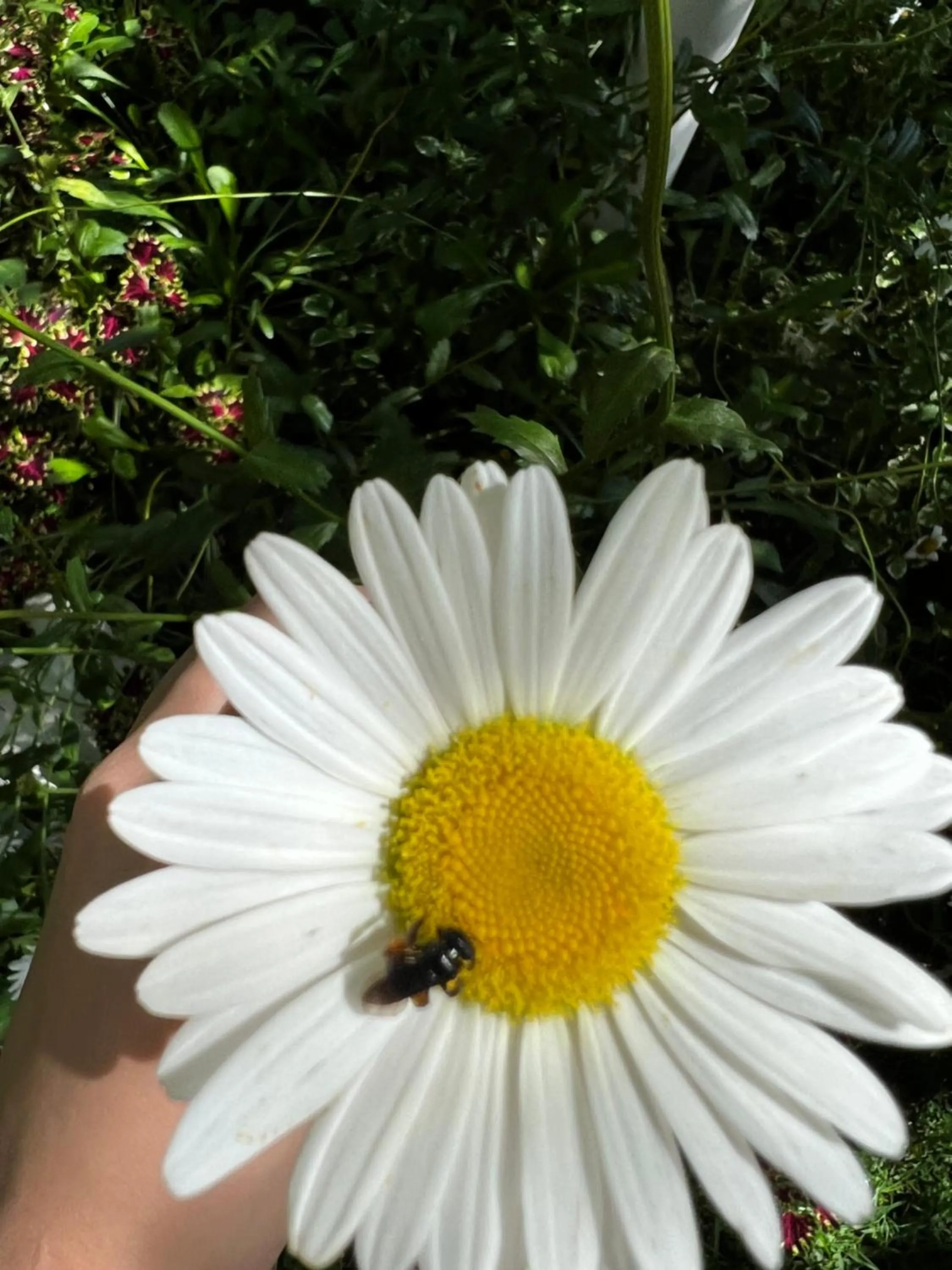 Garden in ECO RESORT FASCINAÇÃO