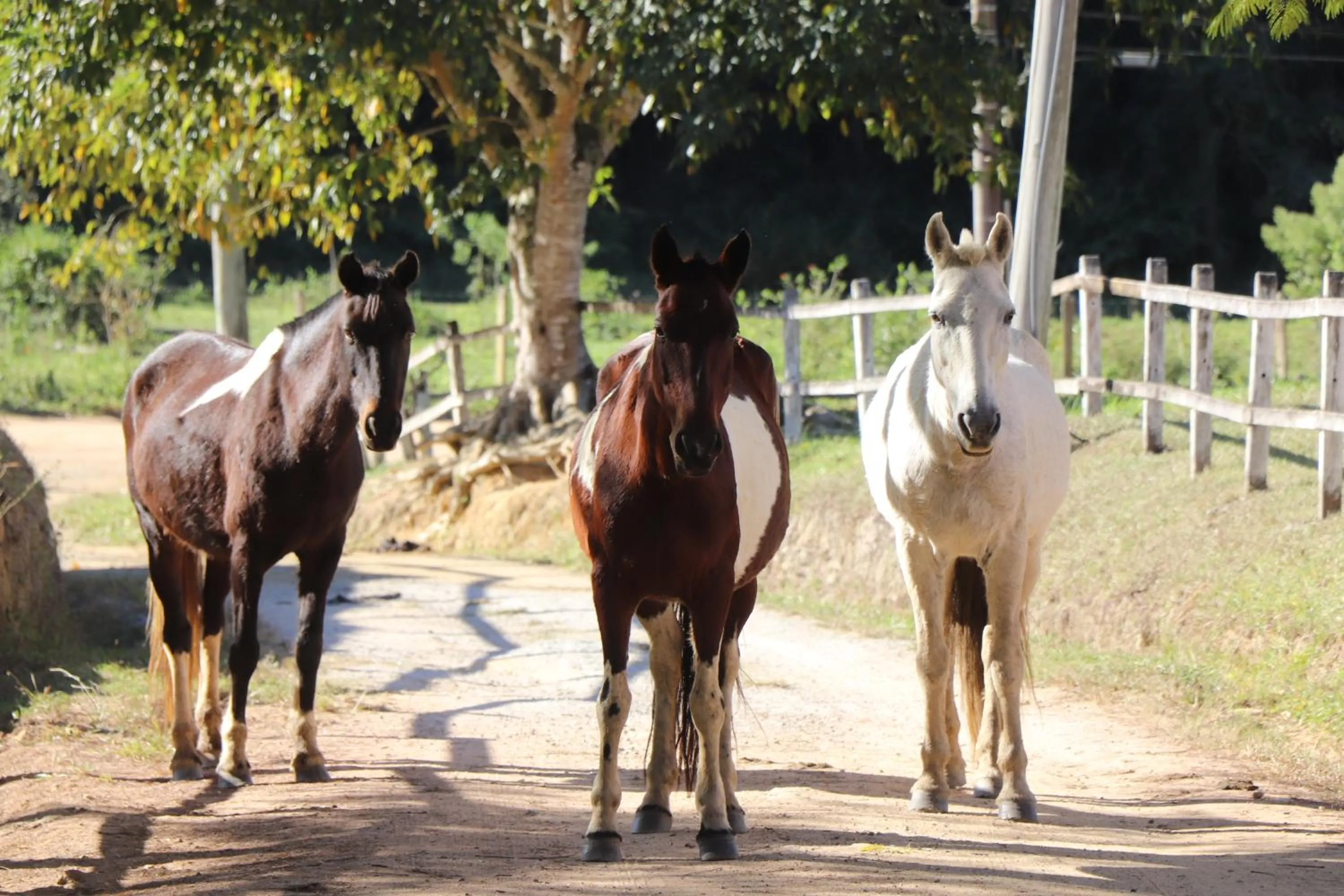 Horse-riding in ECO RESORT FASCINAÇÃO