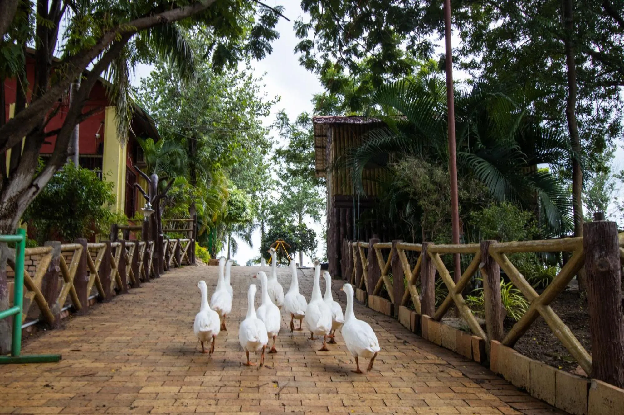 Animals in Vrindavan Gopala Resort
