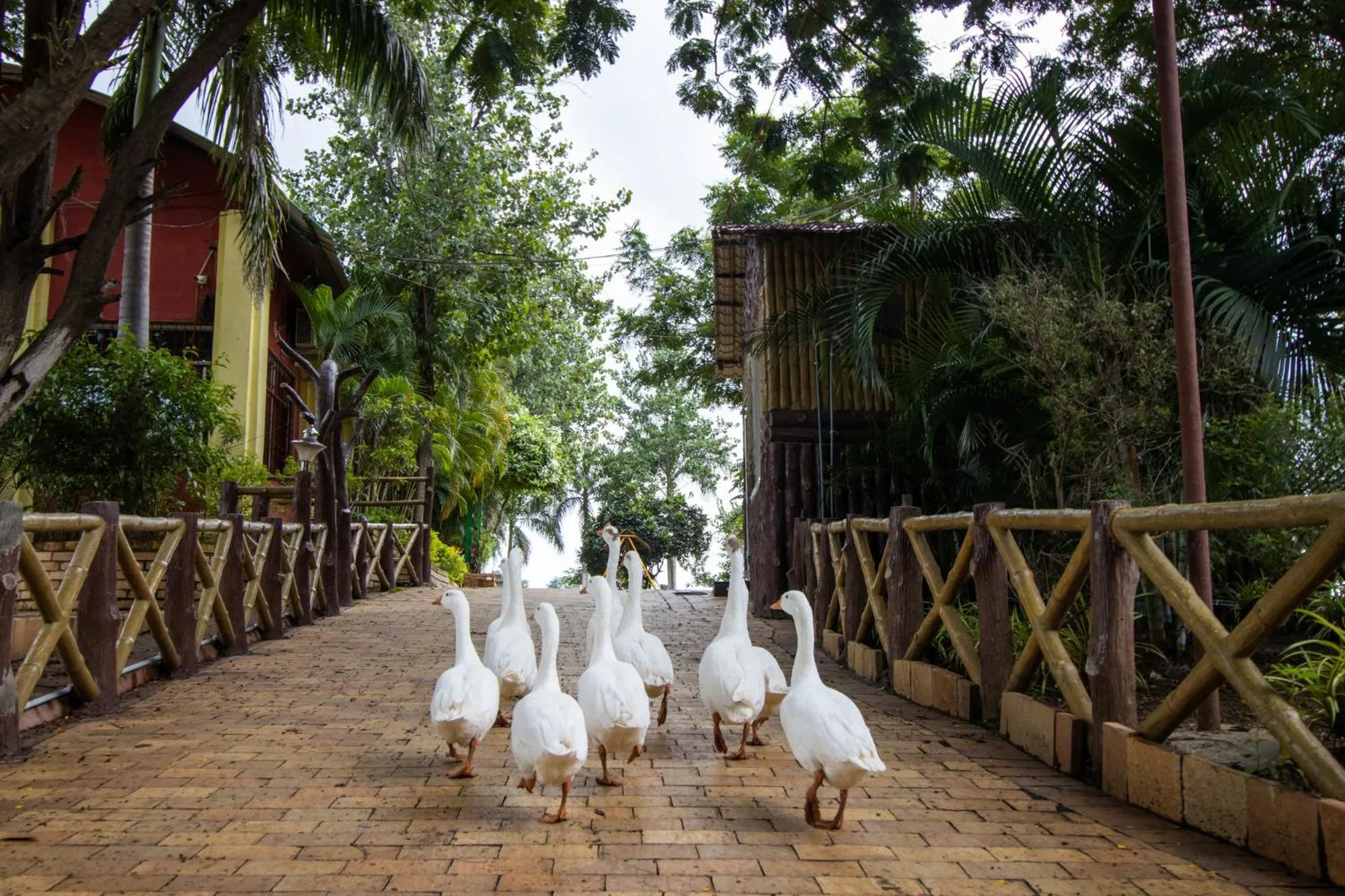 Animals in Vrindavan Gopala Resort