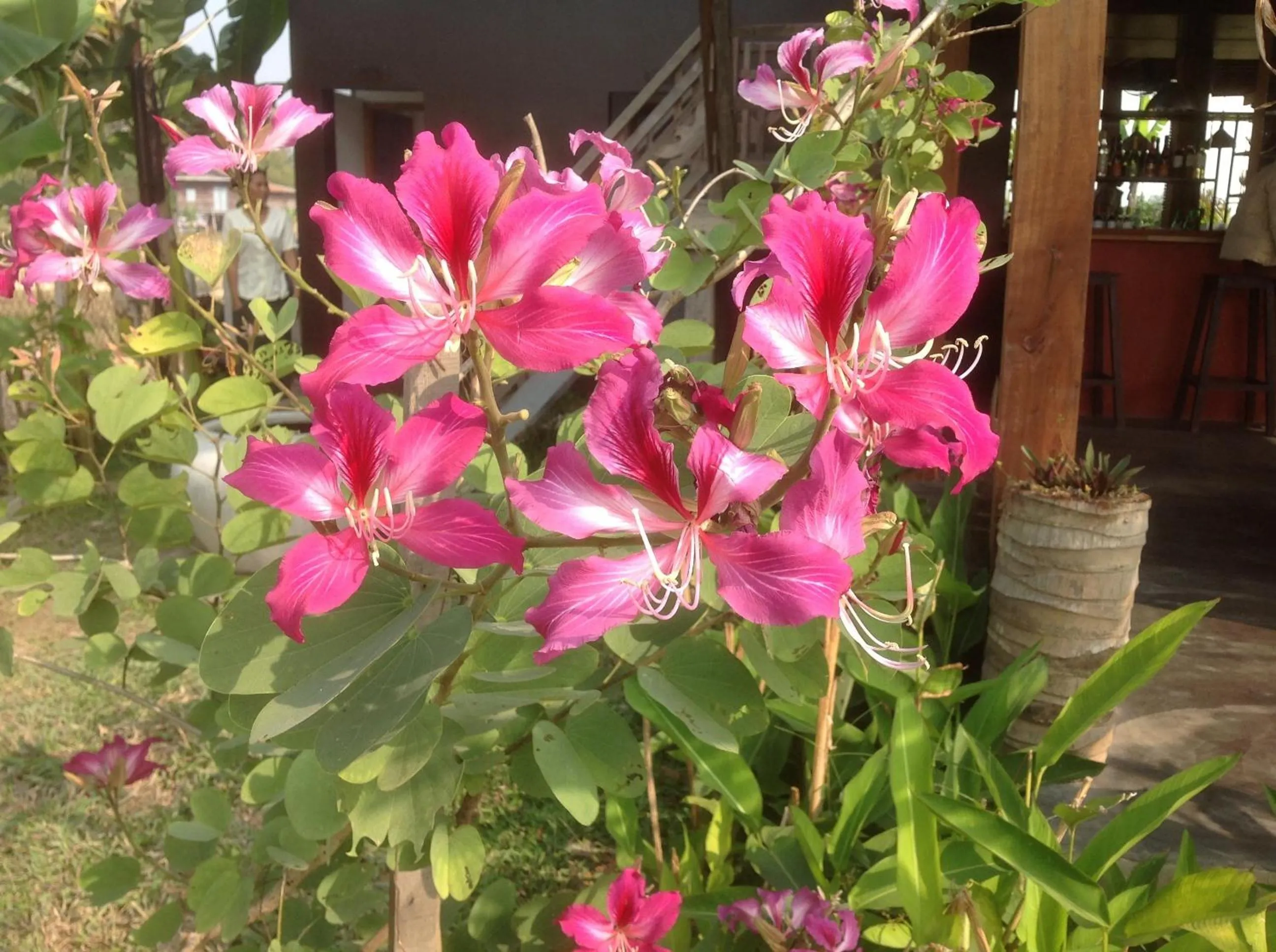 Garden in Angkor Rural Boutique Resort