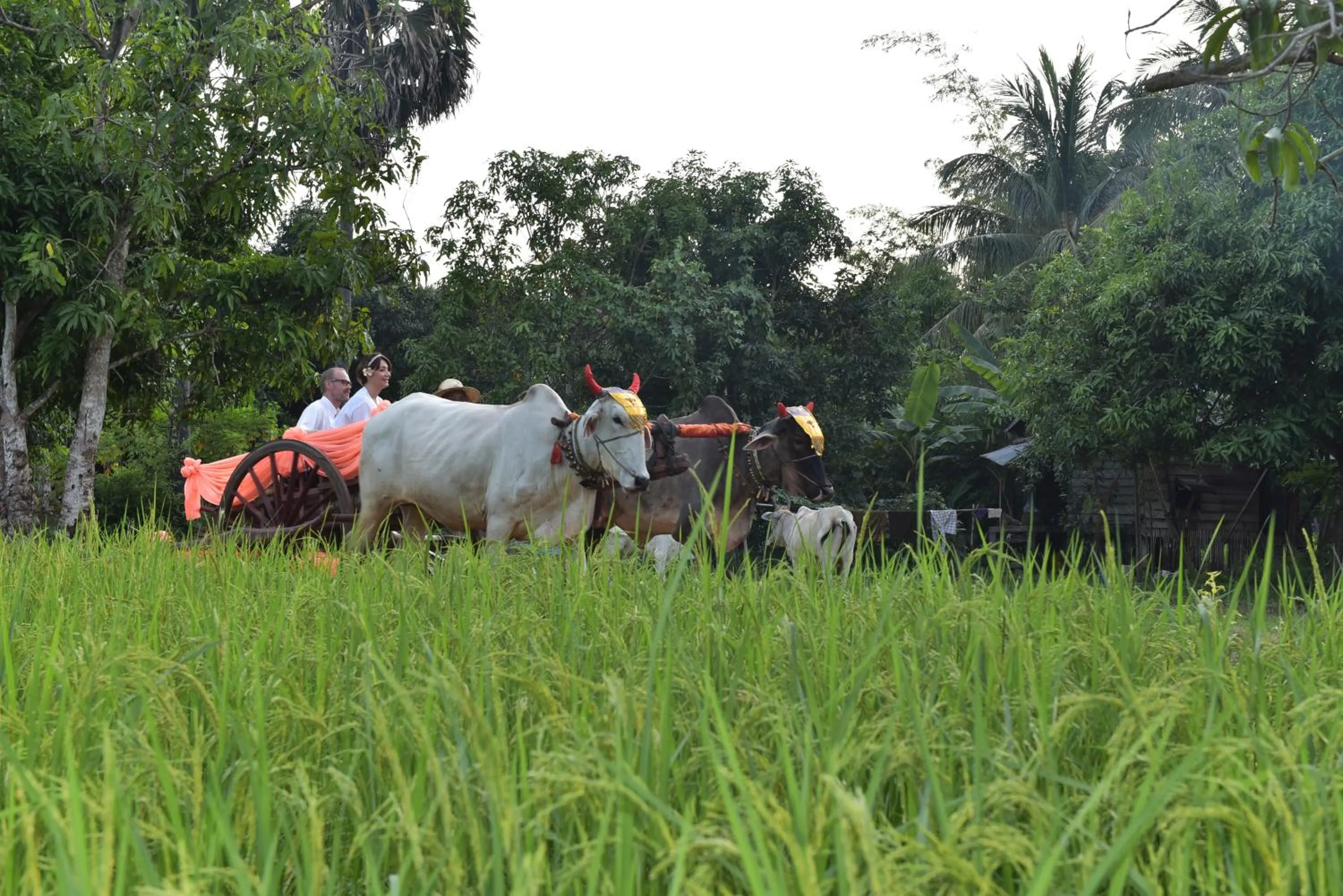 Activities, Horseback Riding in Angkor Rural Boutique Resort