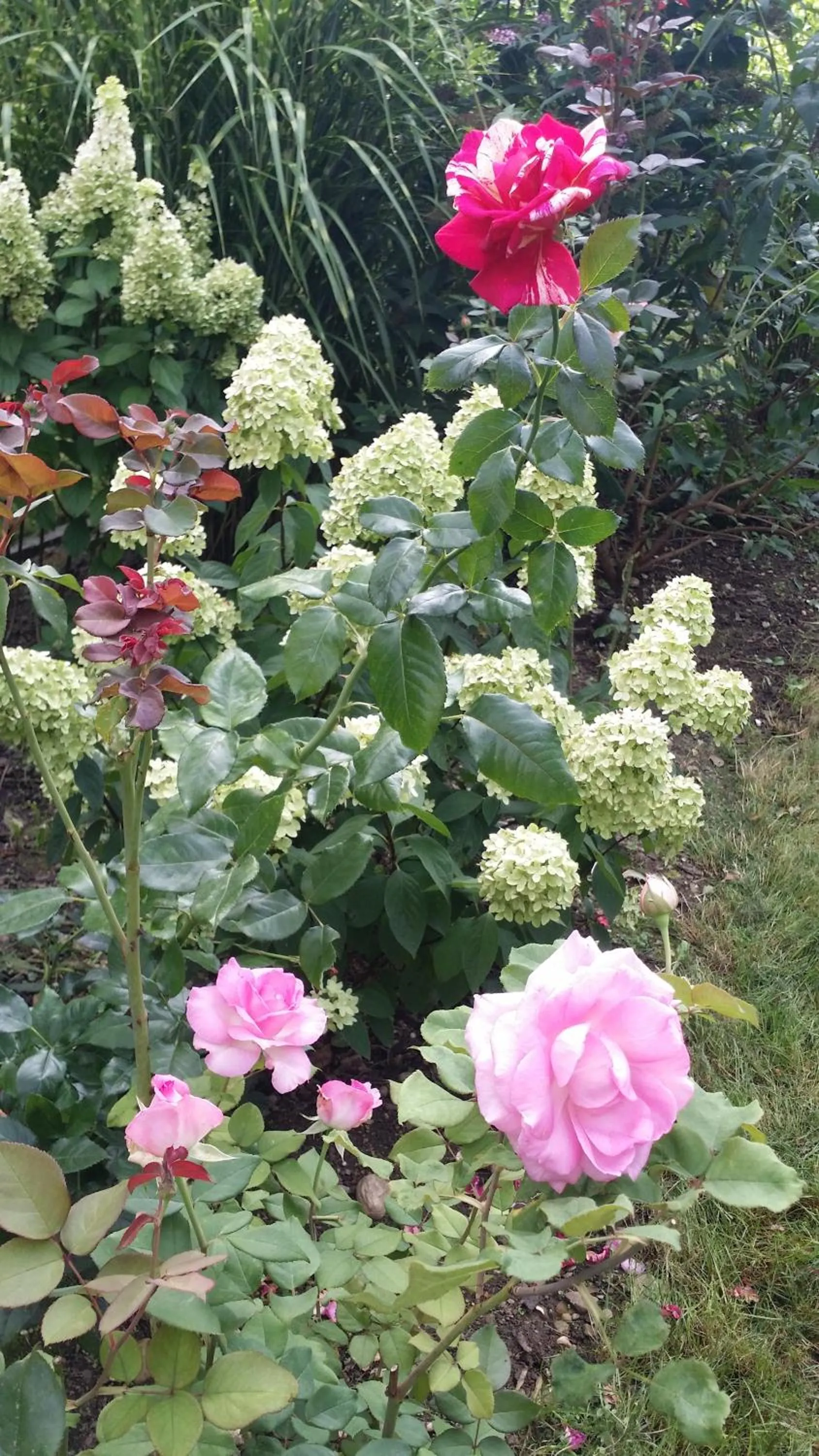 Garden in Paleo Finest Serviced Apartments