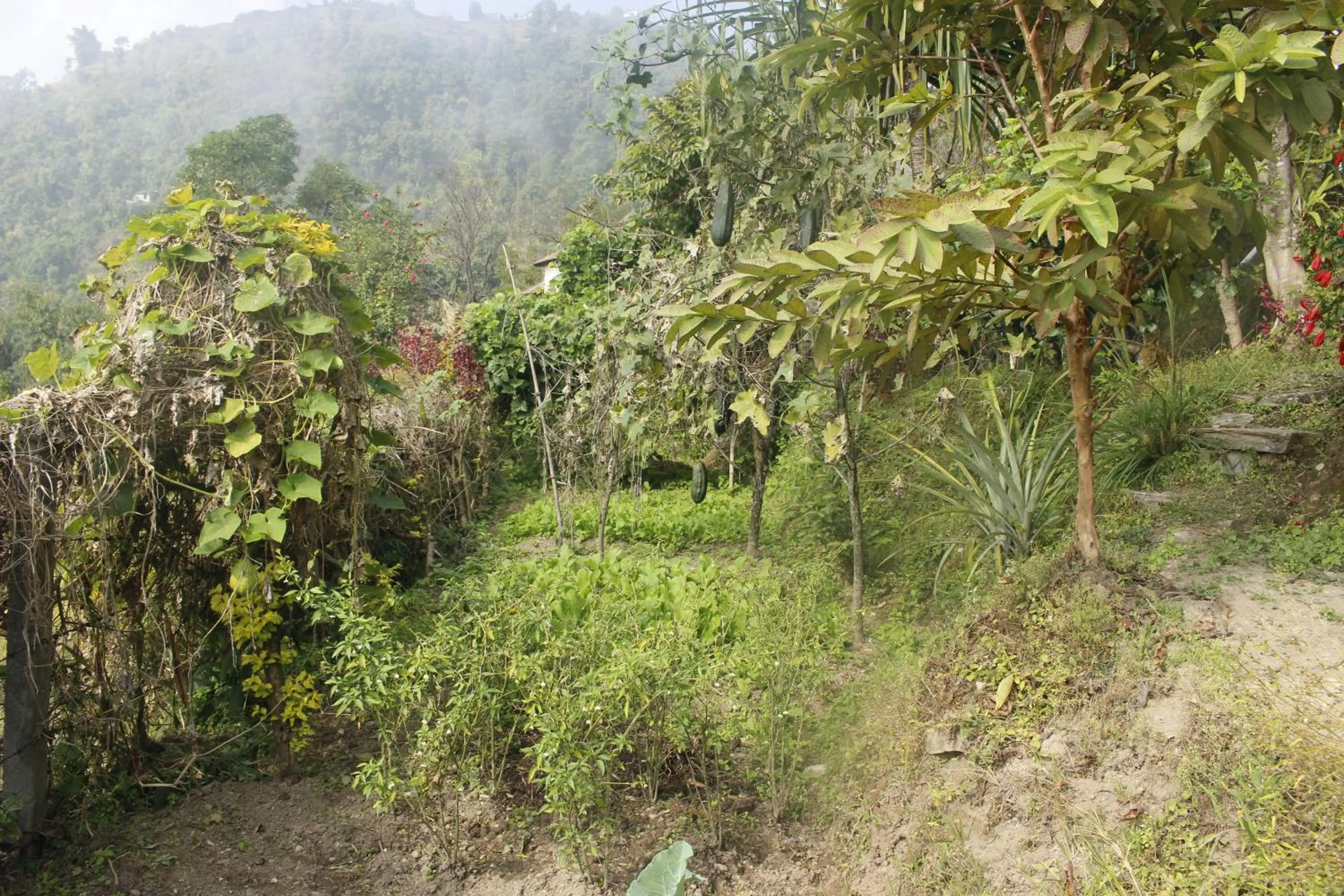 Garden view in Siddhartha Garden Ayurveda