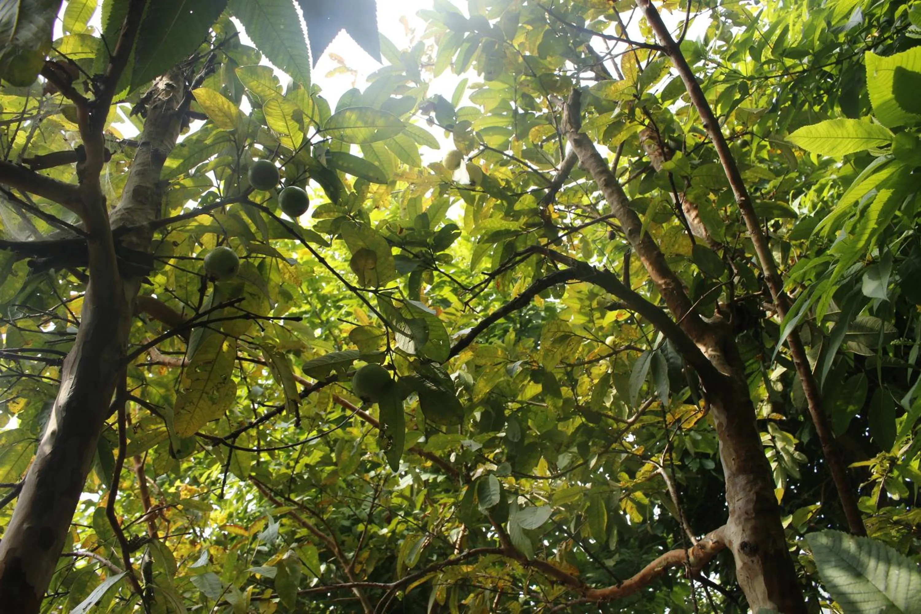 Summer in Siddhartha Garden Ayurveda