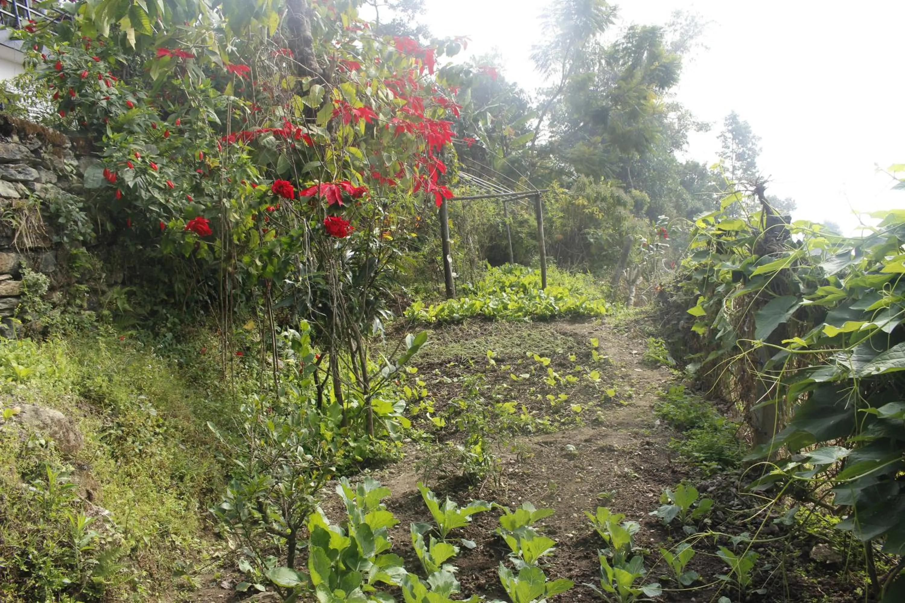 Winter in Siddhartha Garden Ayurveda