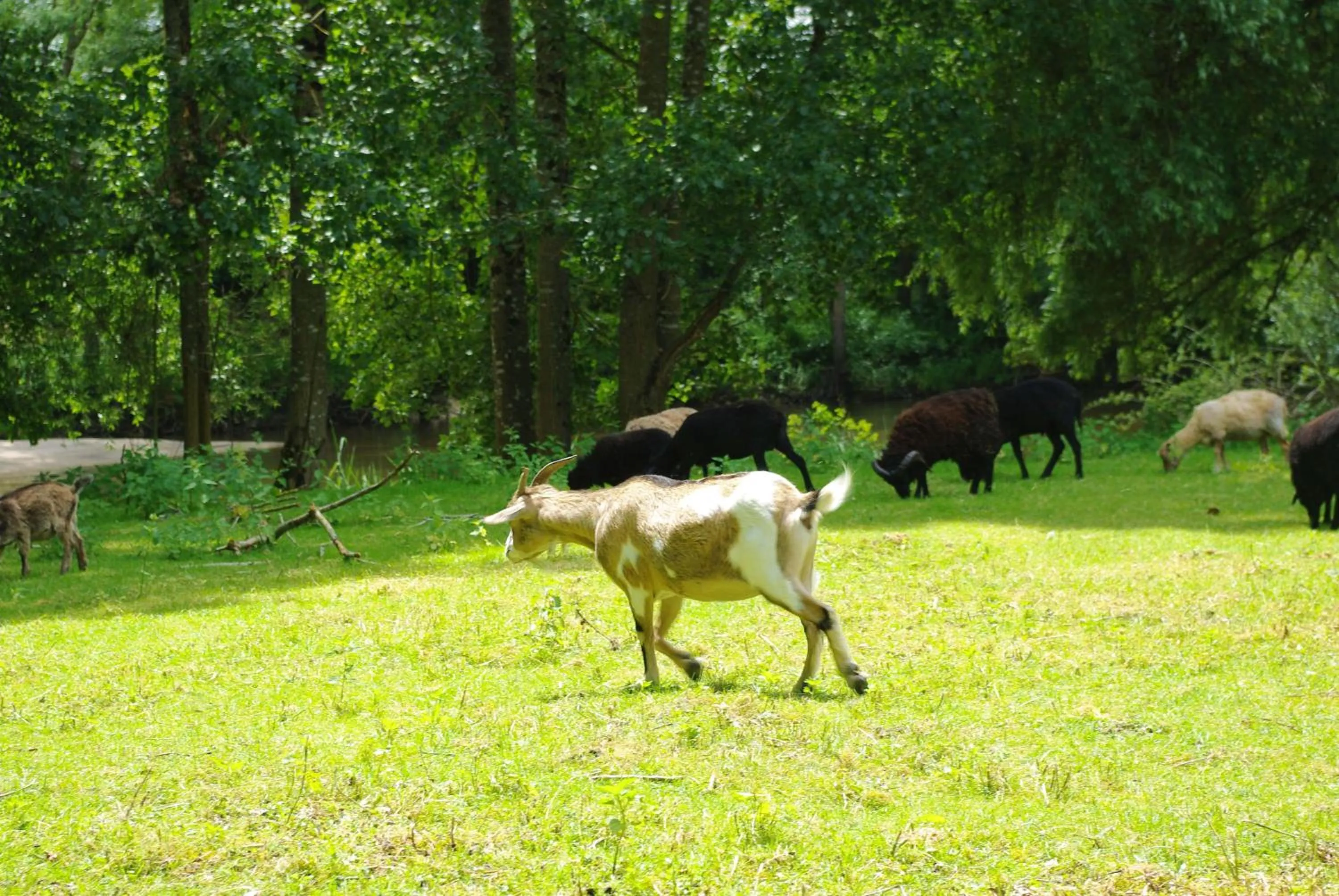 Garden in Maison d'hôtes Moulin du Bas Pesé