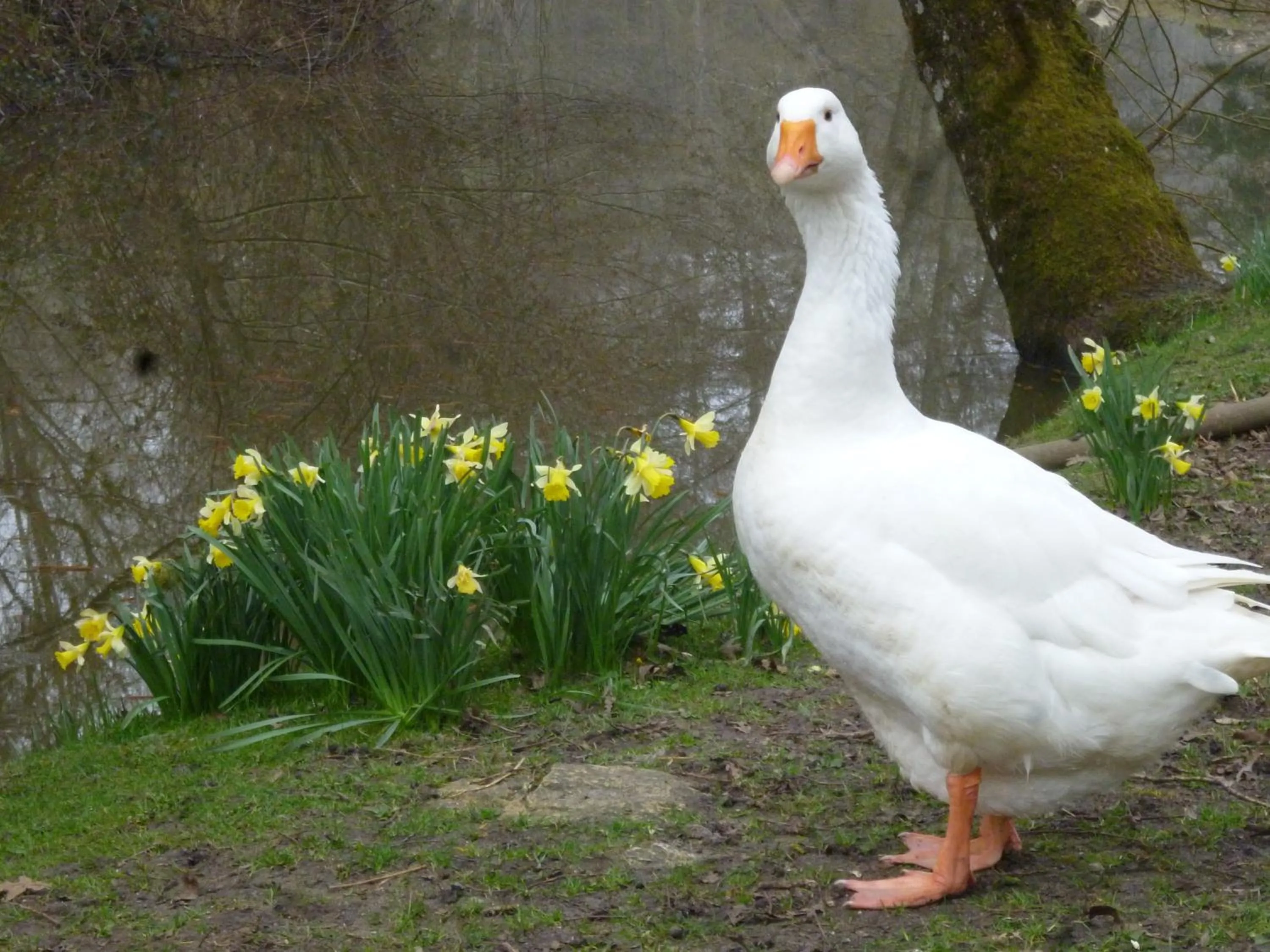 Garden in Maison d'hôtes Moulin du Bas Pesé