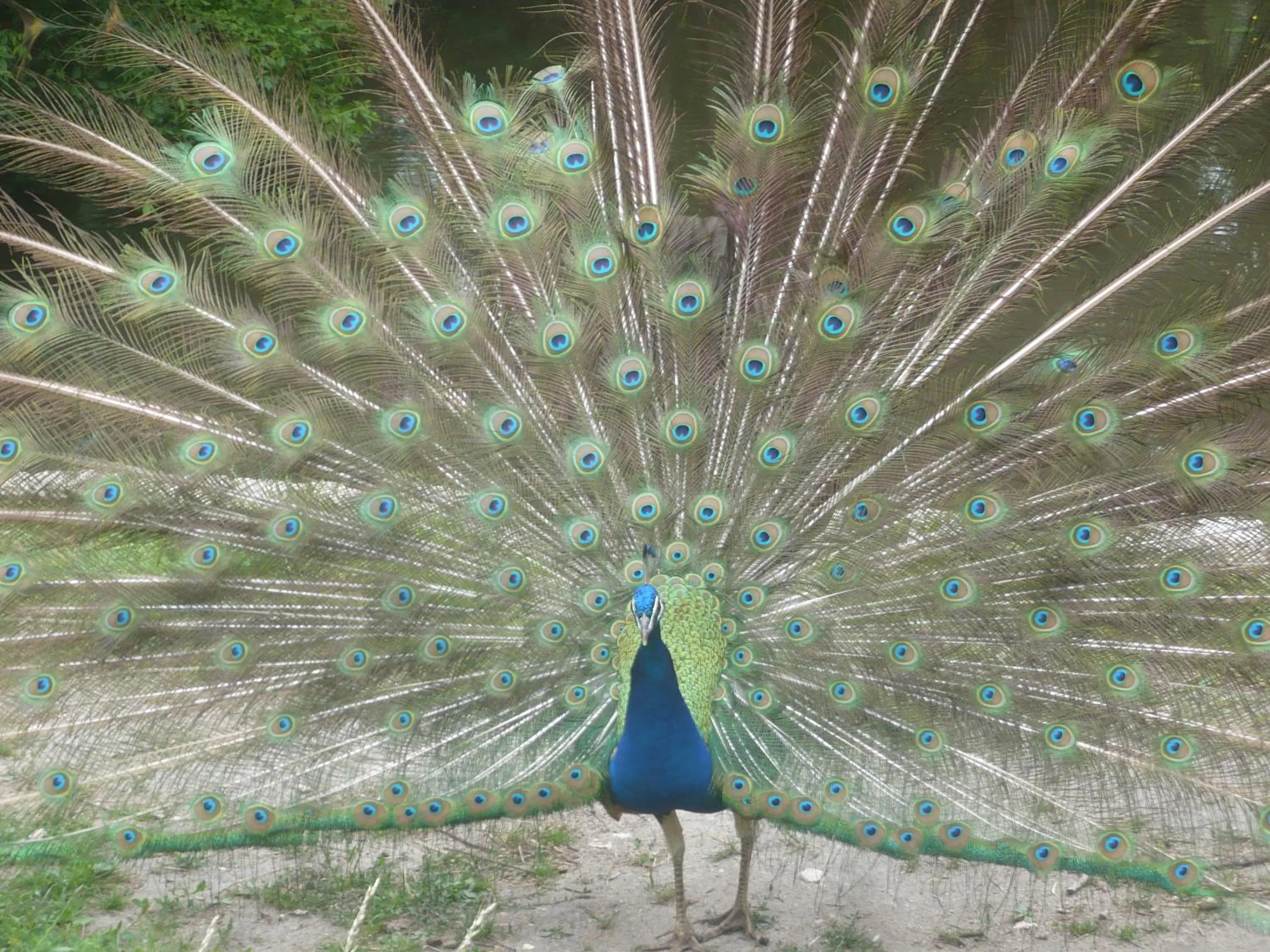 Spring in Maison d'hôtes Moulin du Bas Pesé