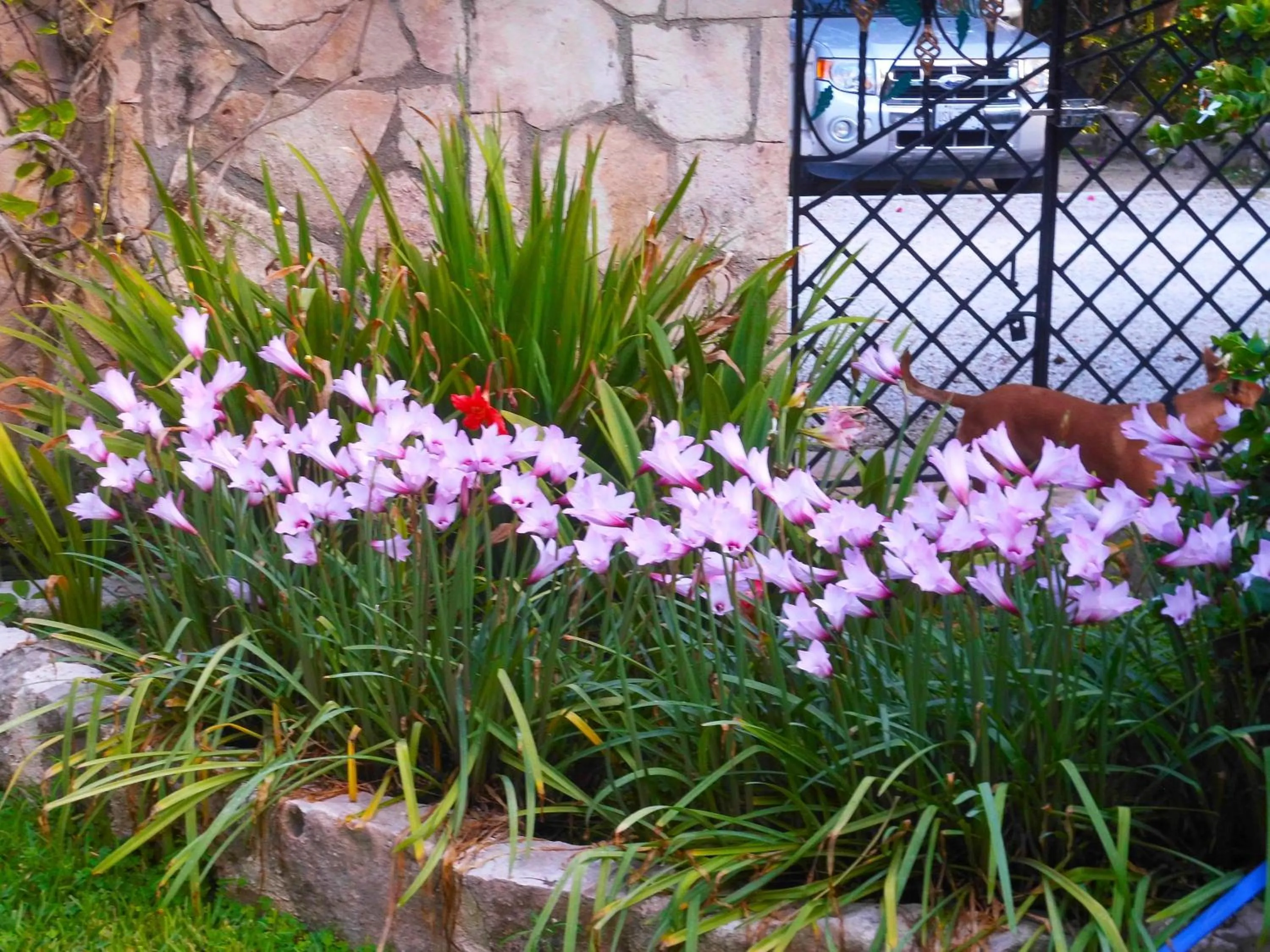 Garden in Casa Gatos Suites