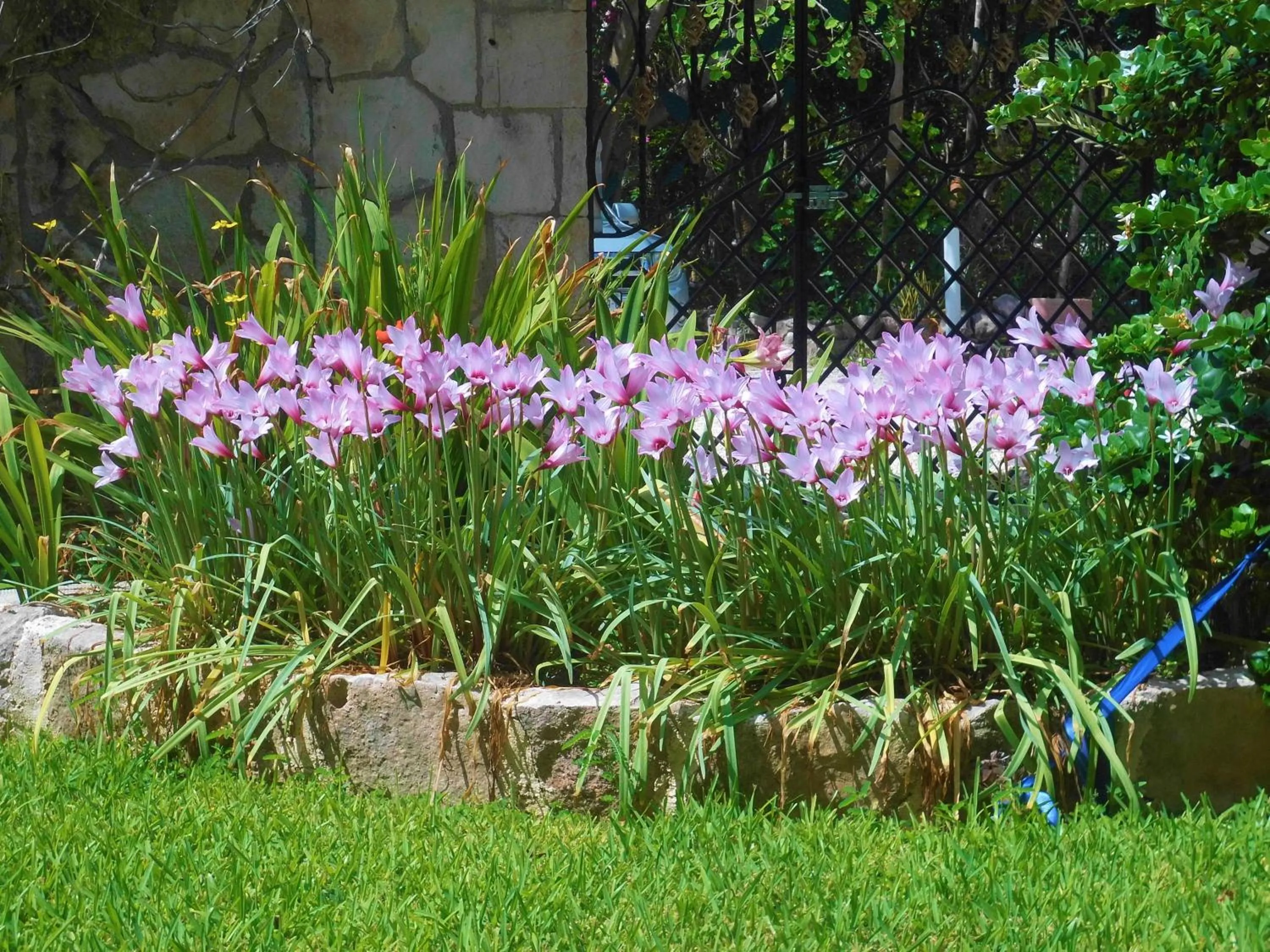 Garden in Casa Gatos Suites