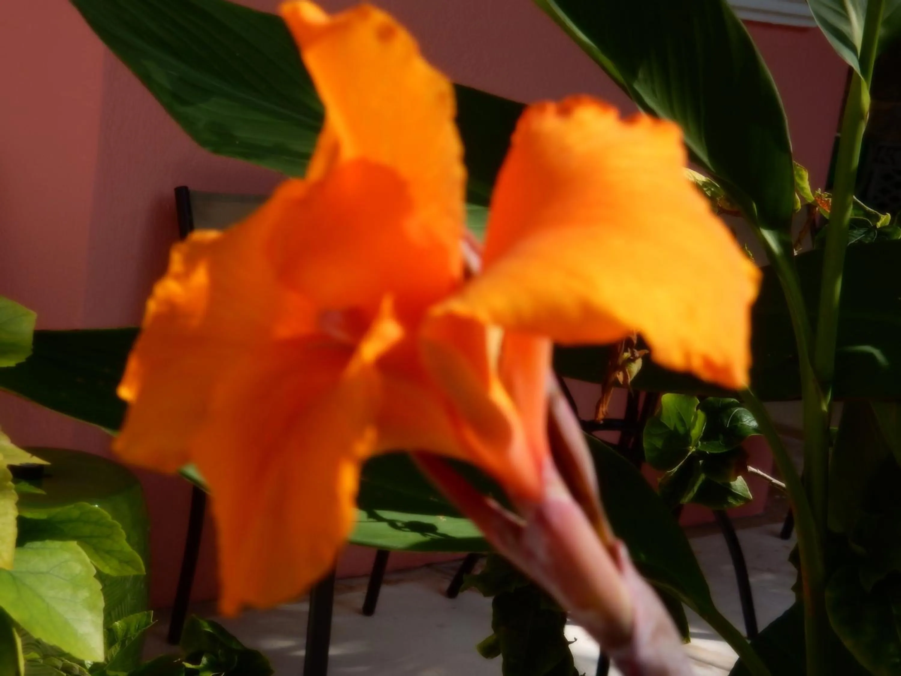 Garden in Casa Gatos Suites