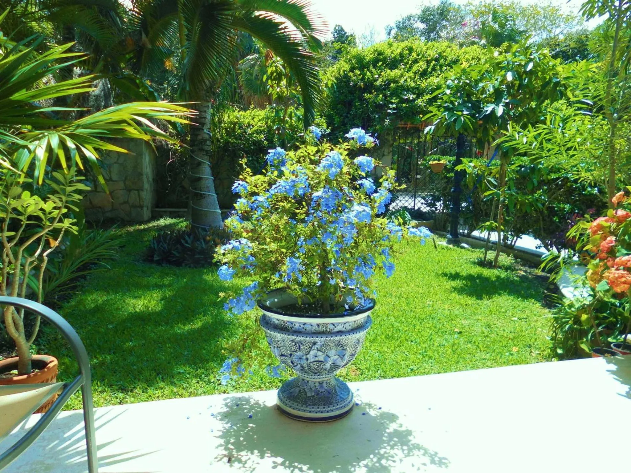 Garden in Casa Gatos Suites