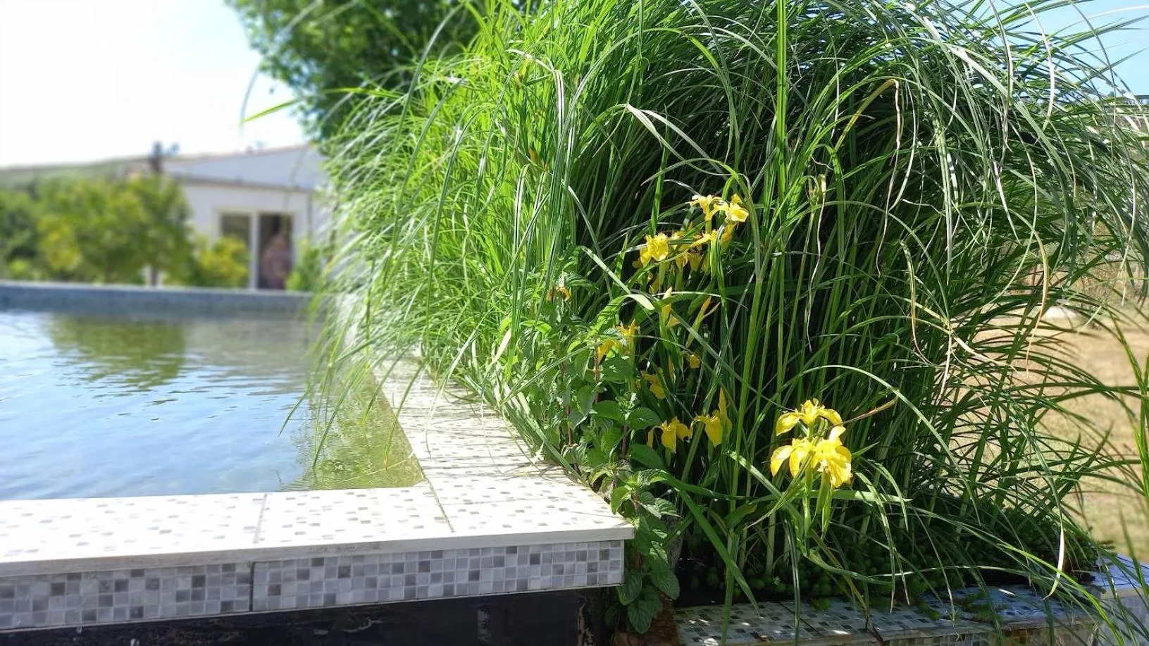 Swimming pool in Alegria rustica
