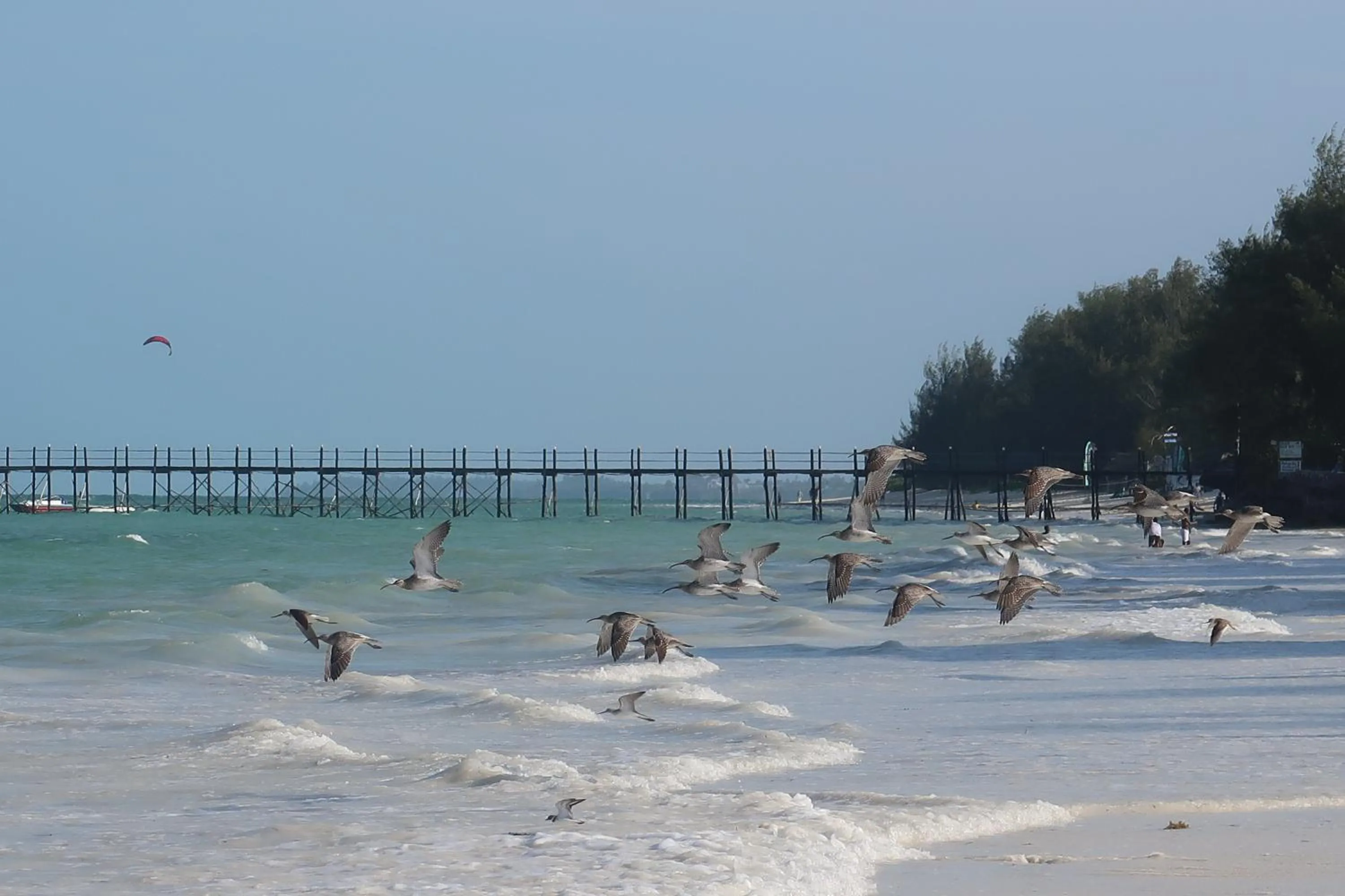 Beach in Mbuyuni Beach Village