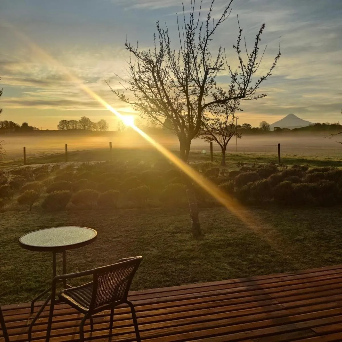 Garden view in Hostal Zapato Amarillo