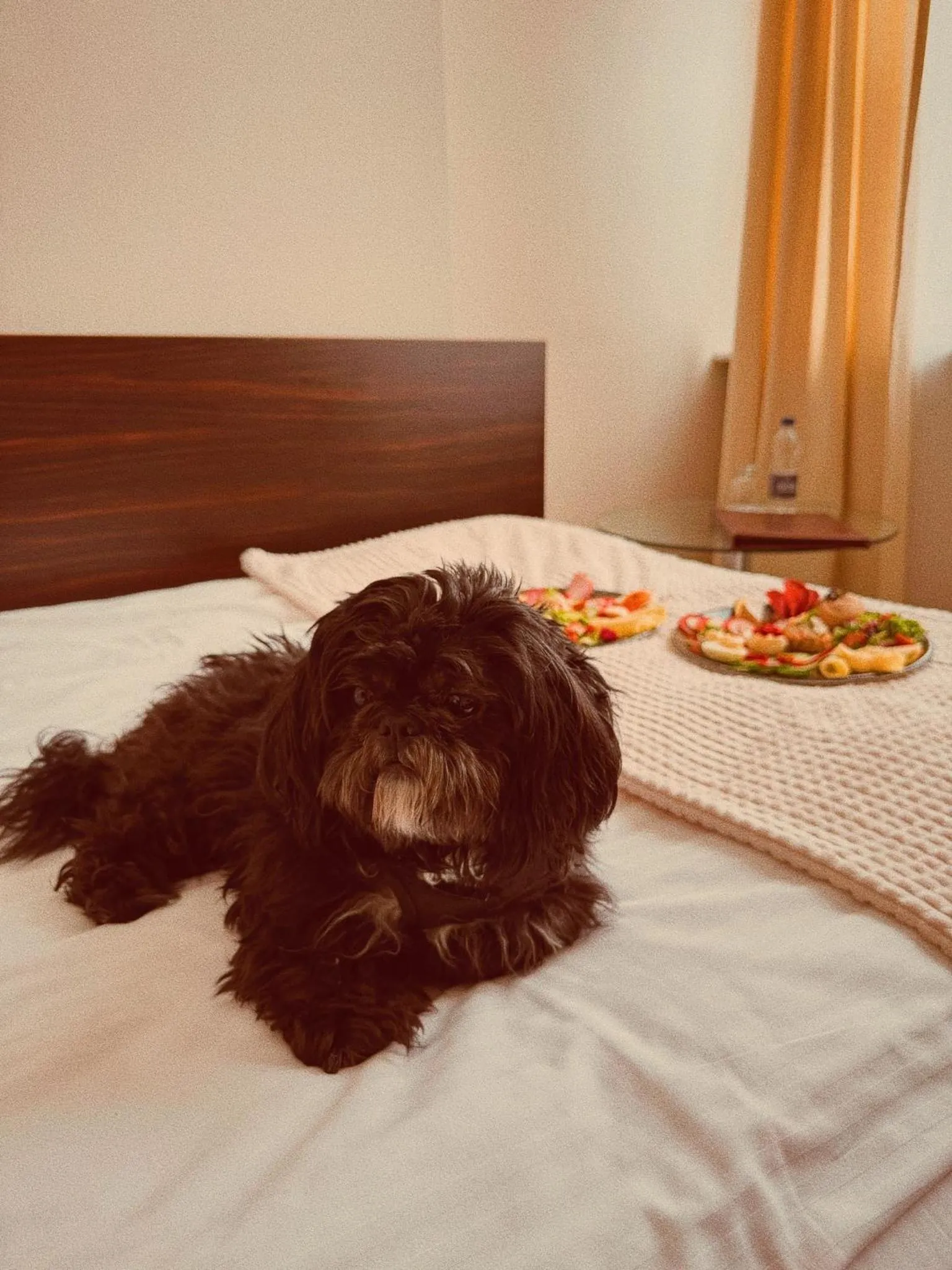 Animals, Bed in Hotel Borowiecki