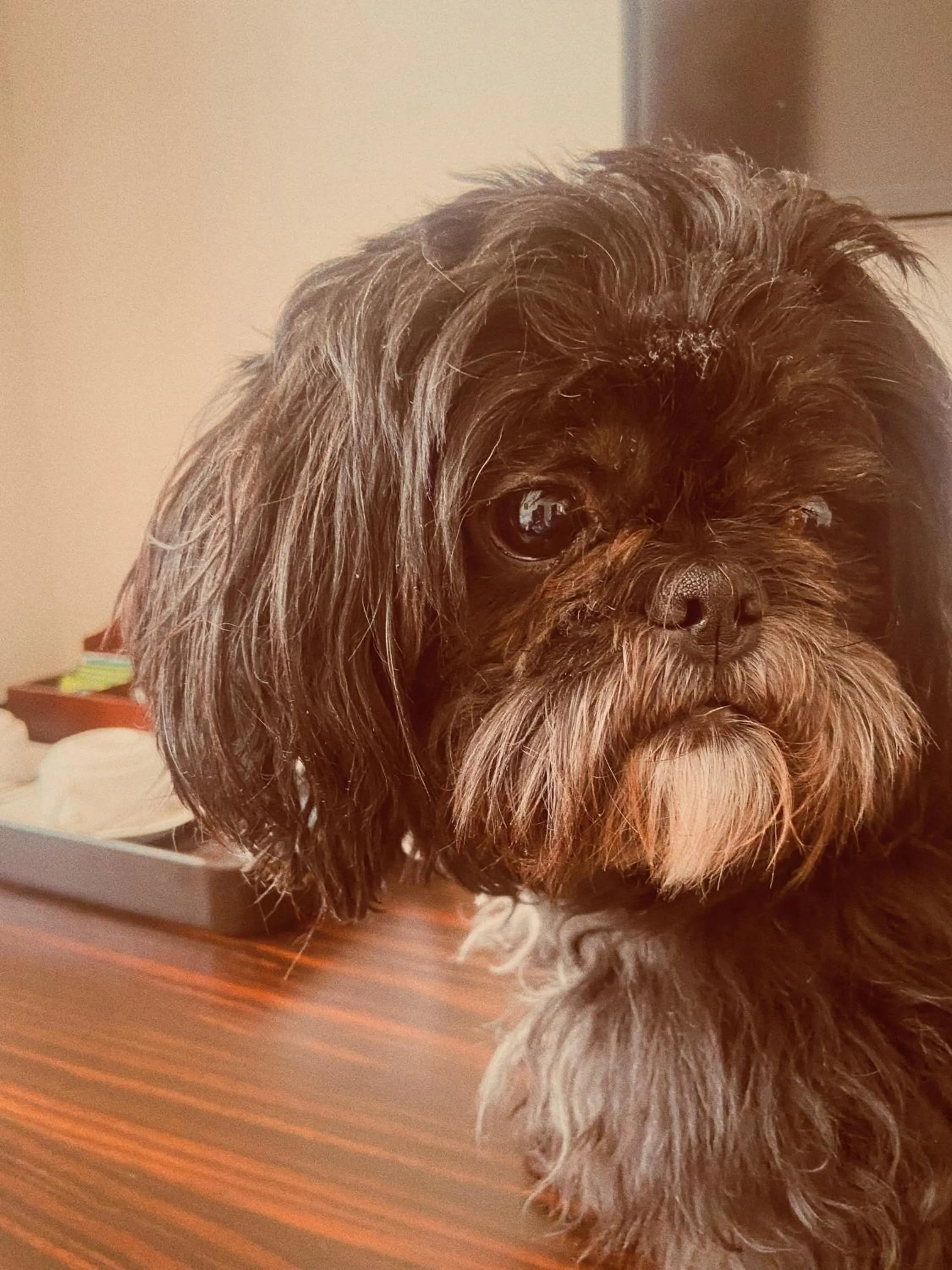 Animals in Hotel Borowiecki