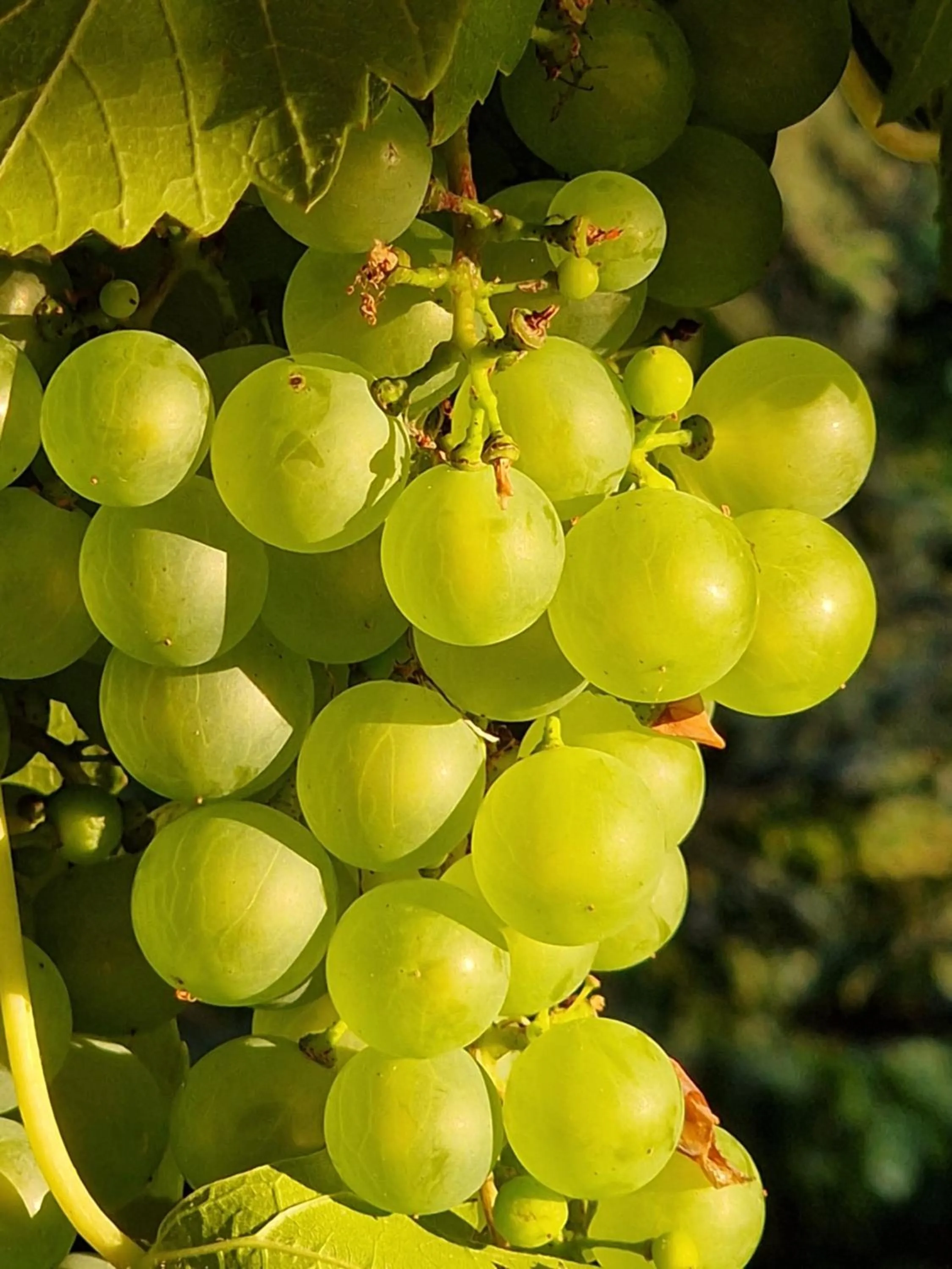Natural landscape in Chambre d'hôtes "Au bord de Loire"