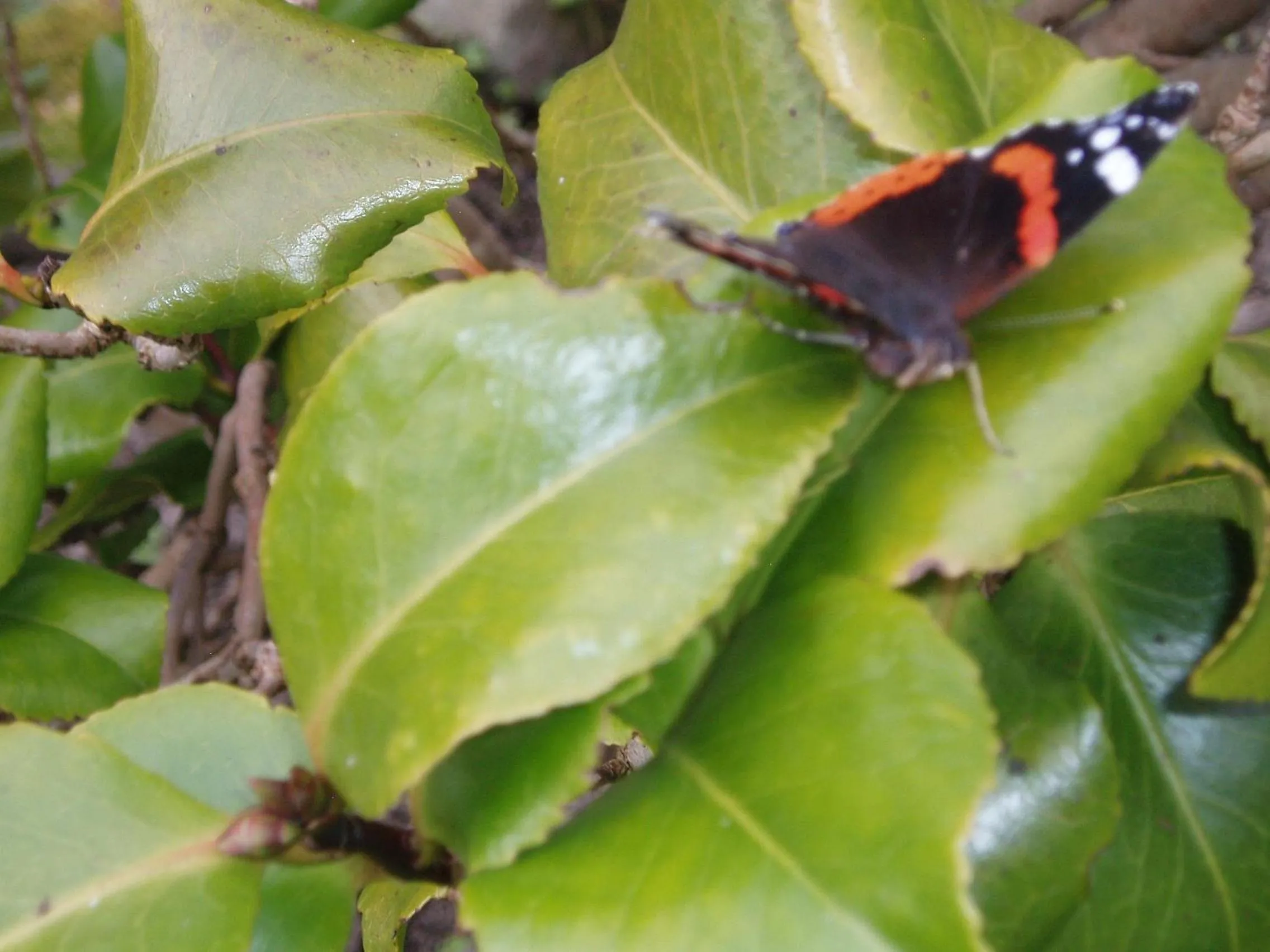 Summer in Barn-Gill House