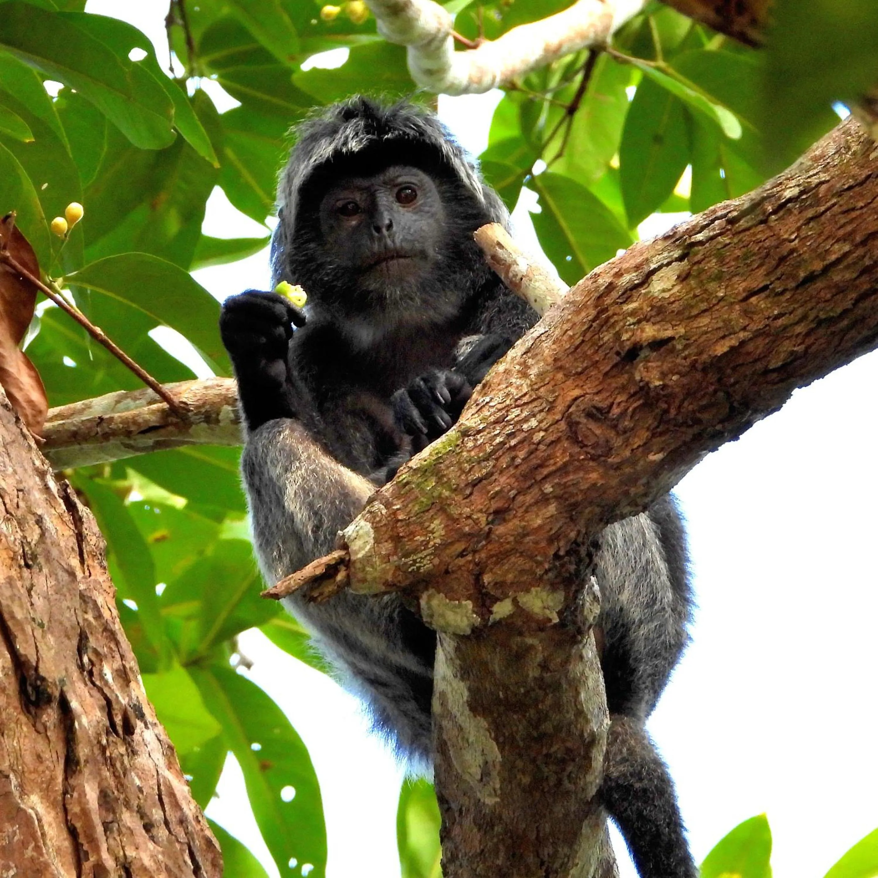 Animals in Jawa Jiwa G-Land Resort