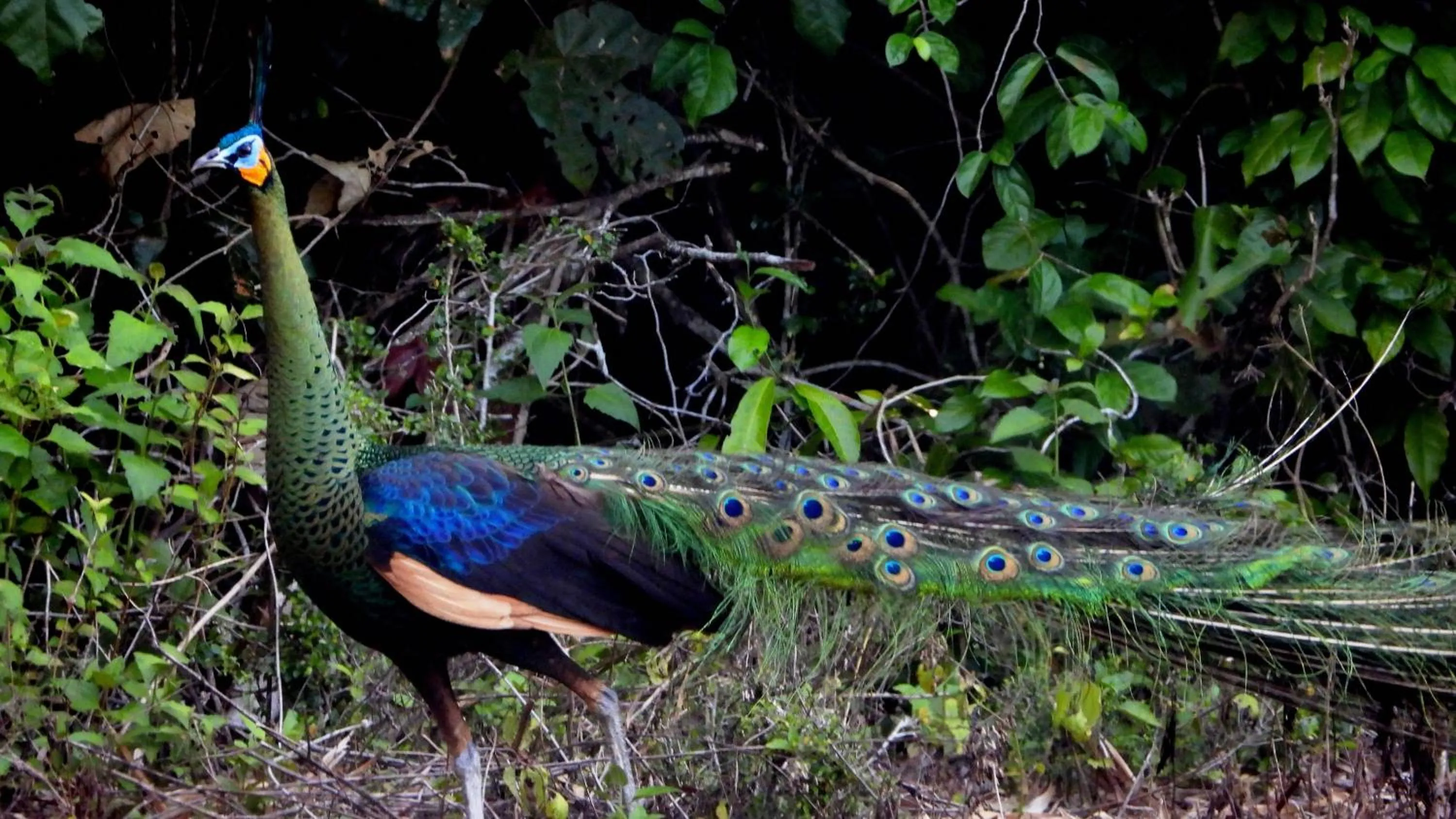 Animals in Jawa Jiwa G-Land Resort