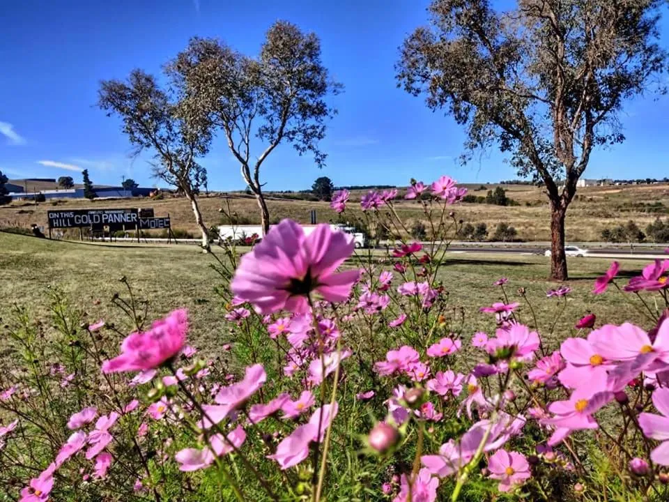 Property logo or sign in Bathurst Gold Panner