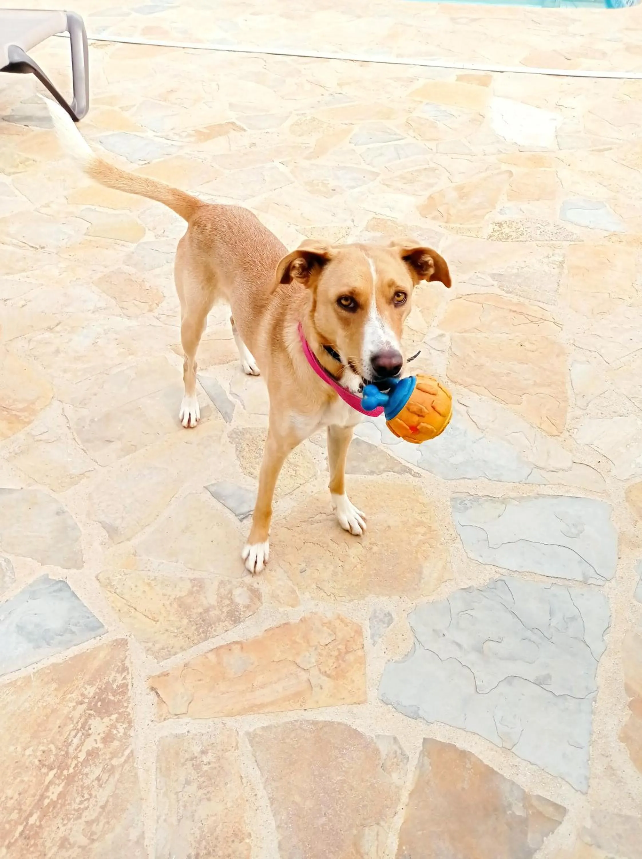 Animals in Casa Lennisa