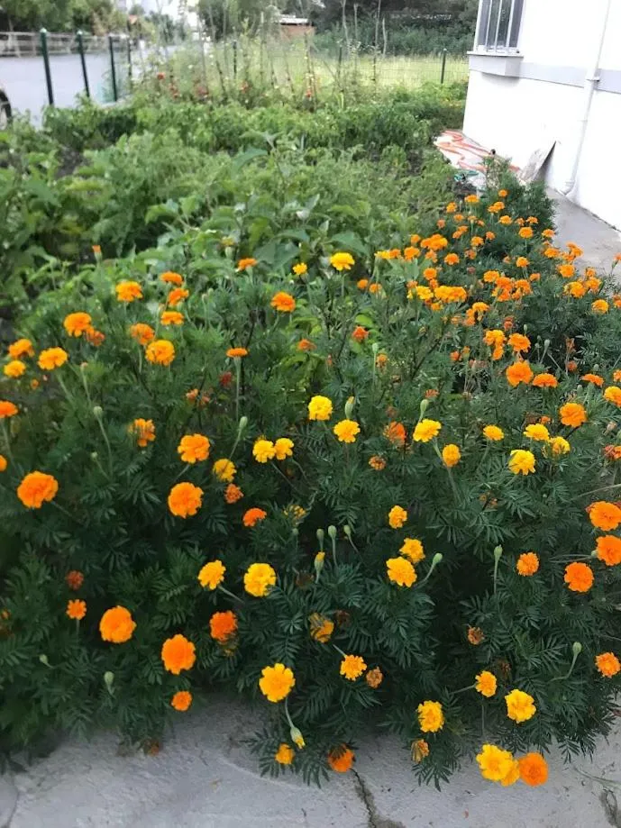 Garden in Dalaman Pansiyon & Family rooms