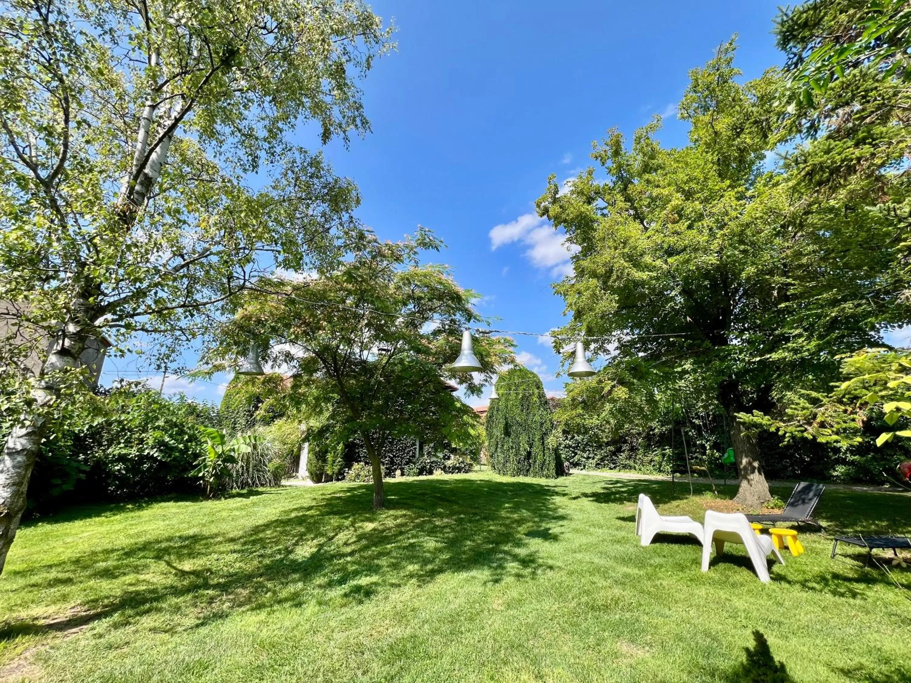 Les hirondelles du marais