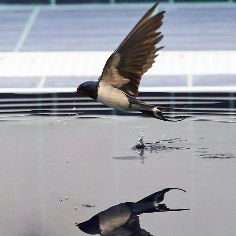 Swimming pool in Aparthotel Masseria Villa Marchesi