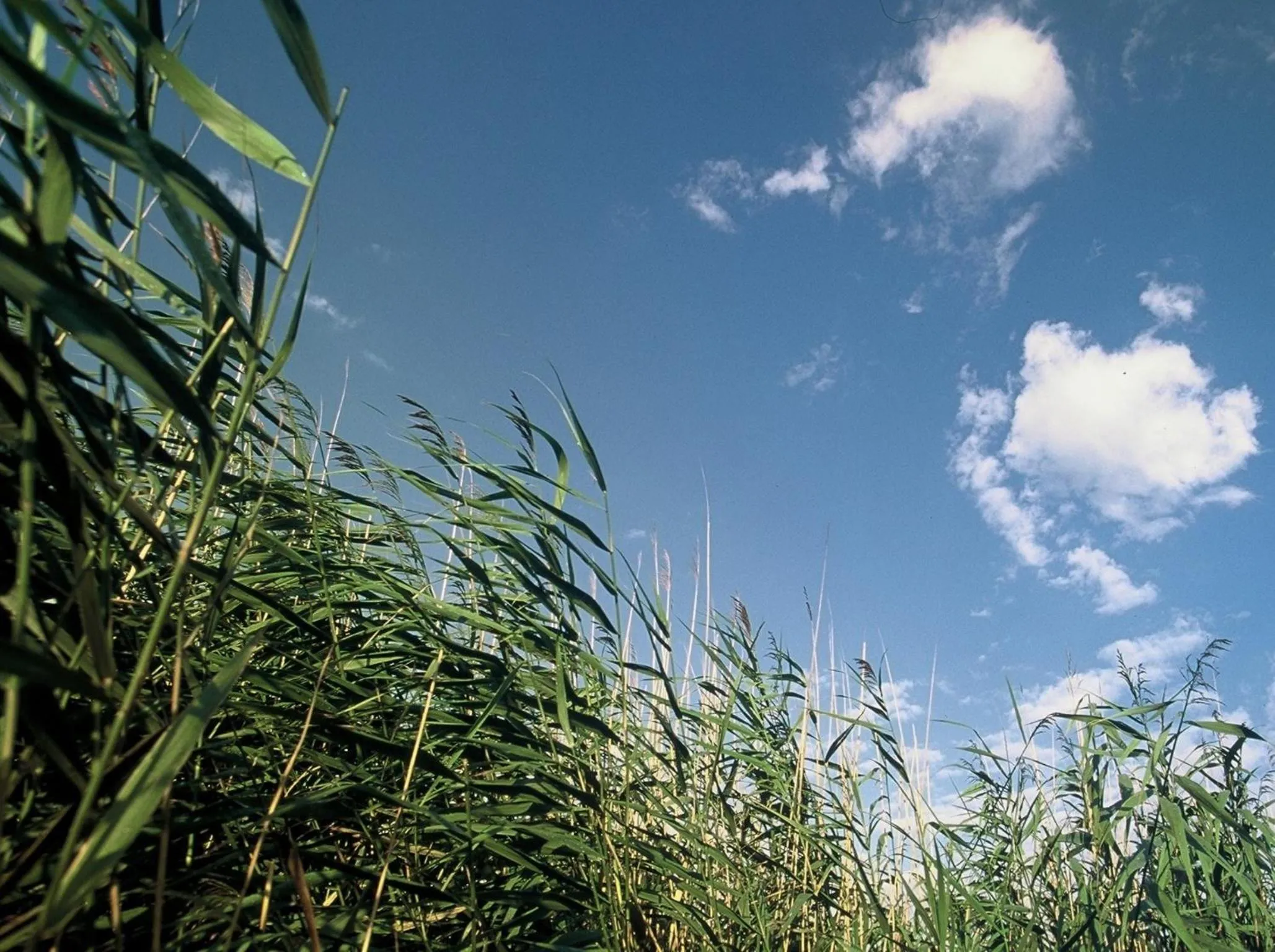 Area and facilities in Hotel am See Rust