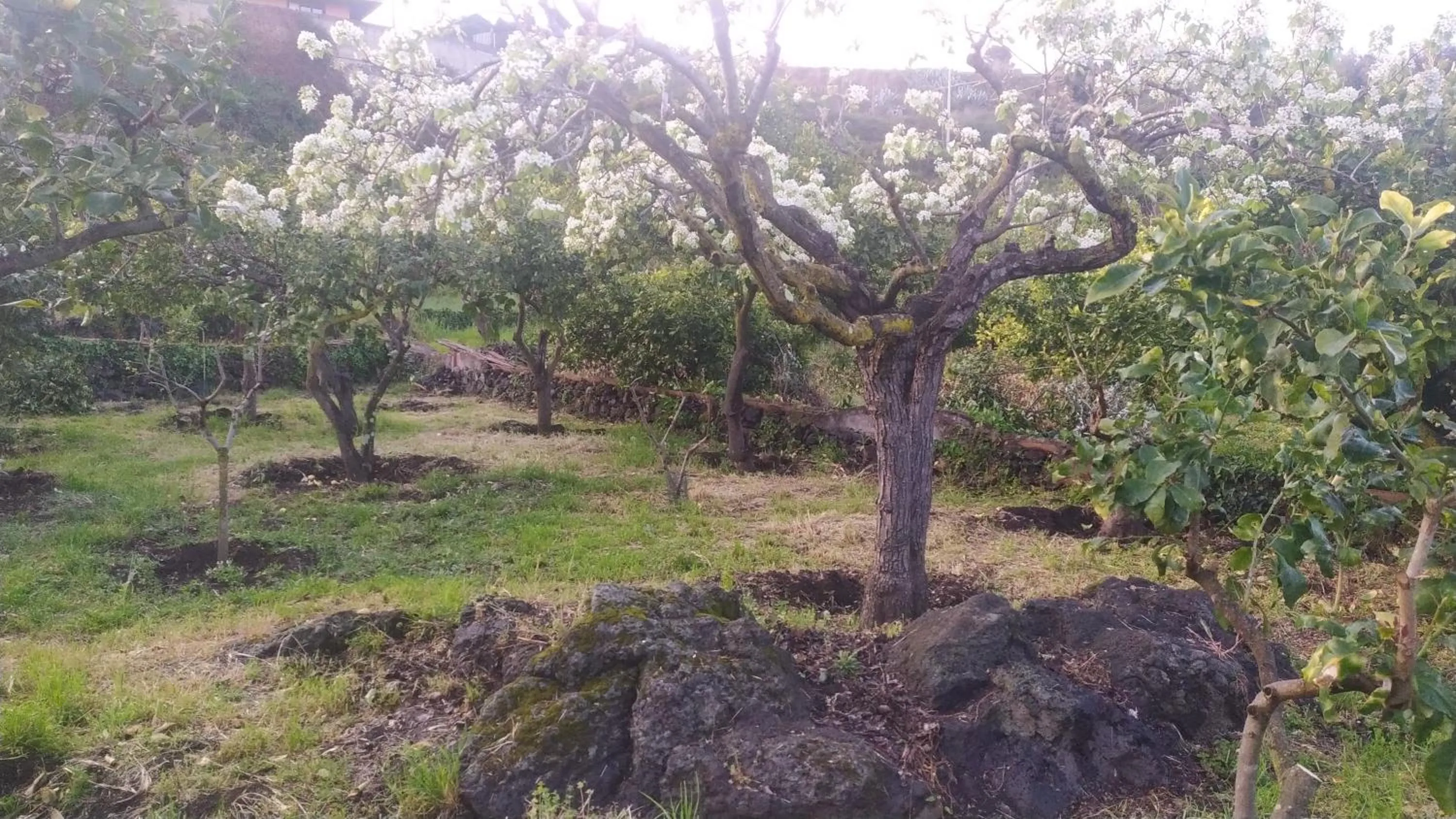 Garden in Il Giardino di Galatea