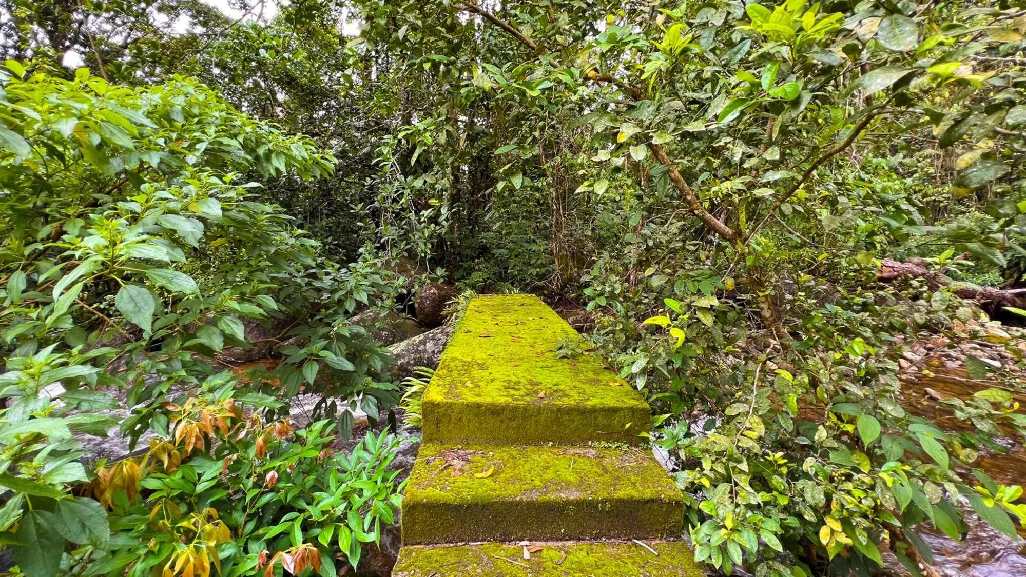 Garden in Pousada Ananda Parivara