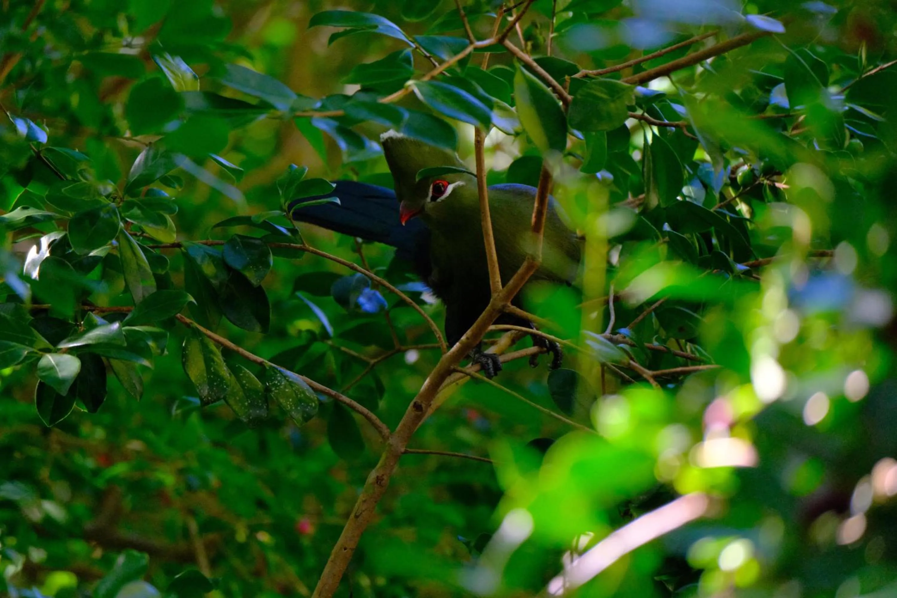 Spring in BWHALE guest house B&B