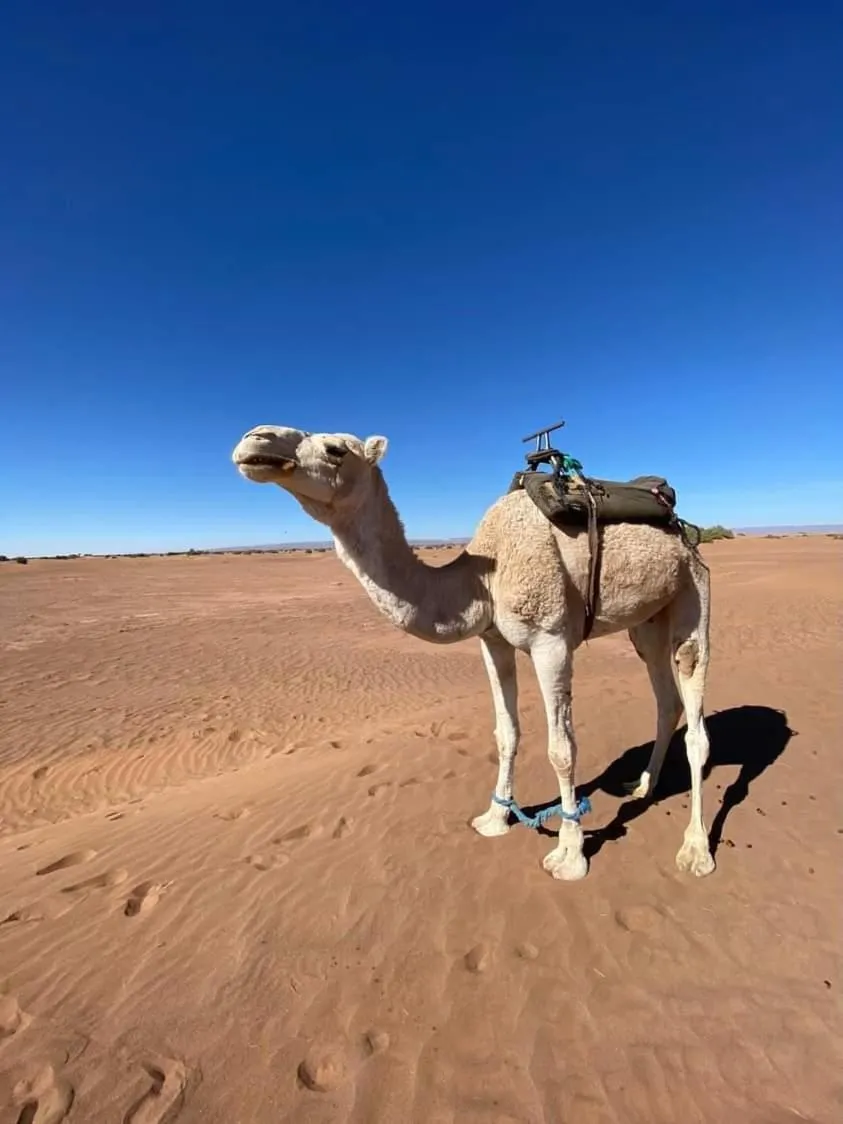 Auberge Kasbah Dar Sahara Tours