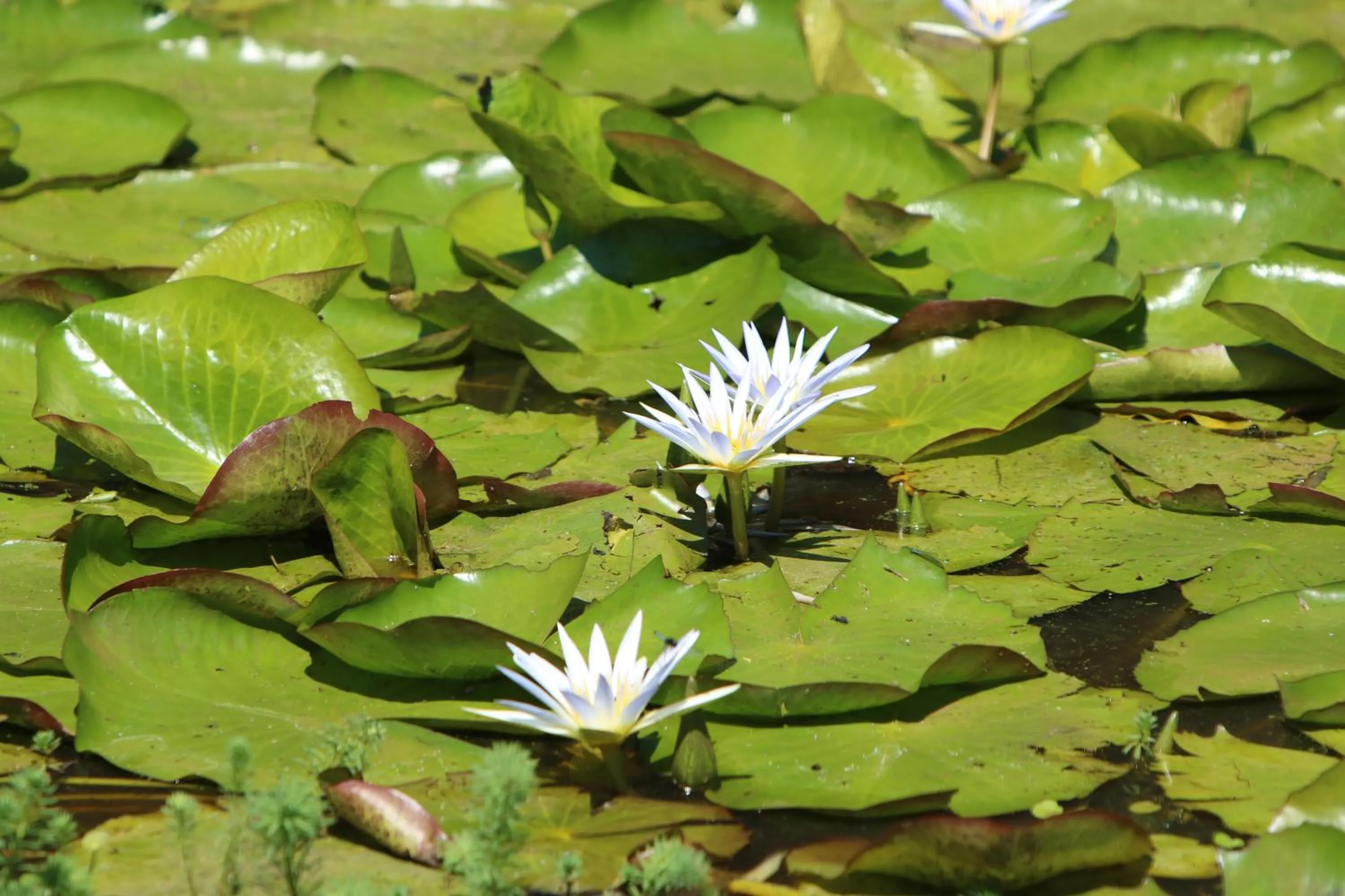 Natural landscape in Pousada Realeza Atibaia