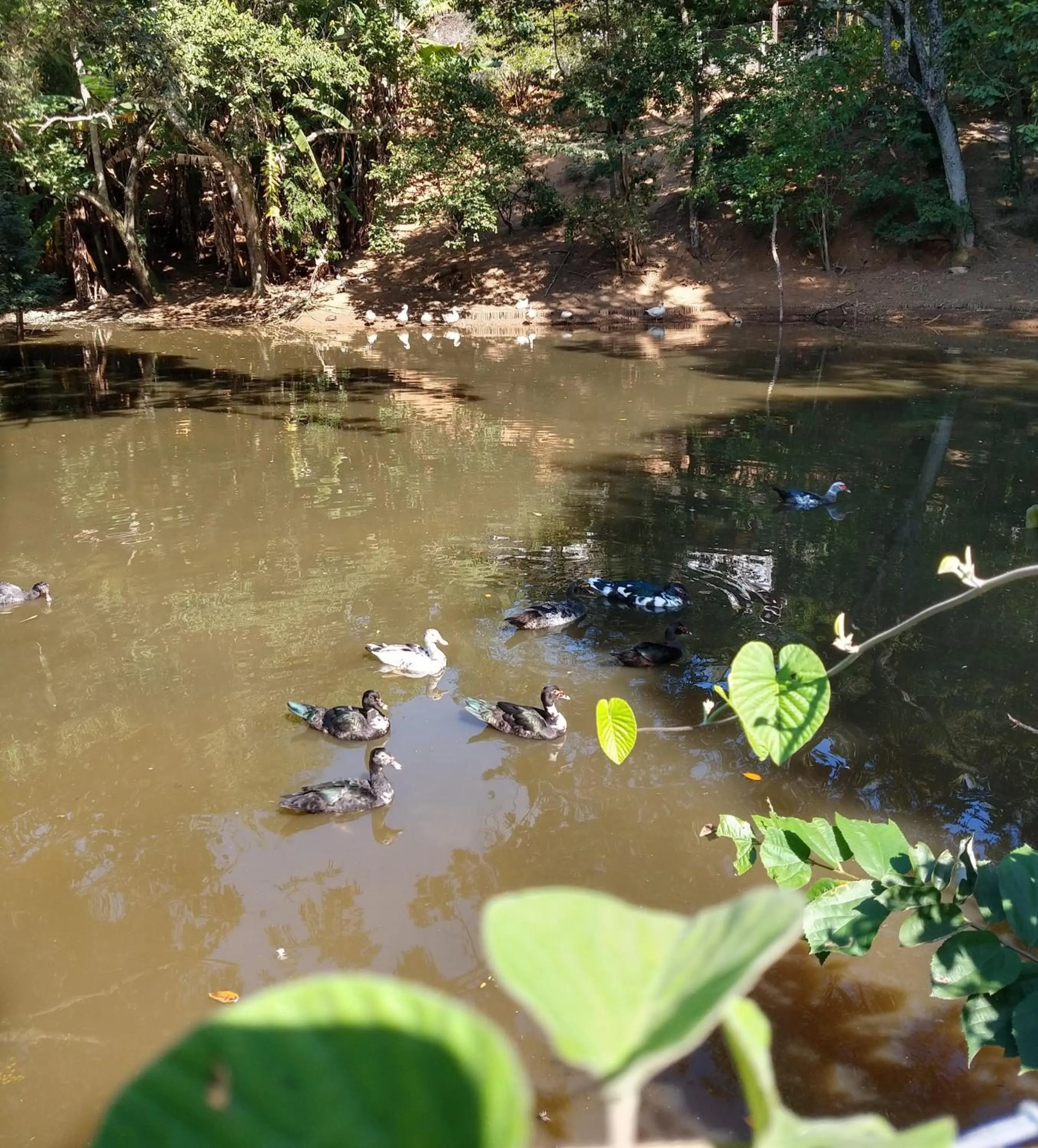 Lake view in Pousada Realeza Atibaia