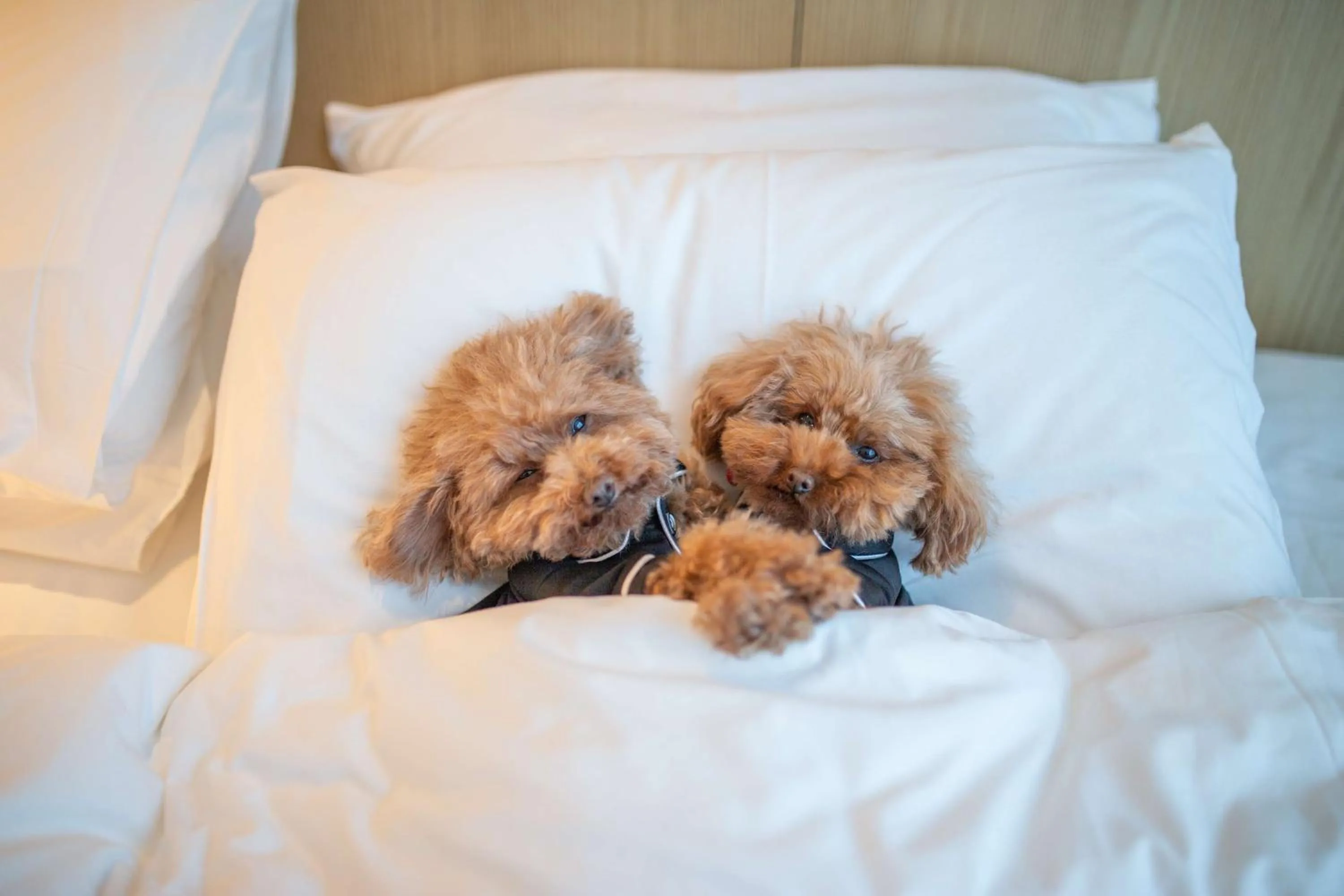 Bedroom, Bed in Hyatt Centric Melbourne