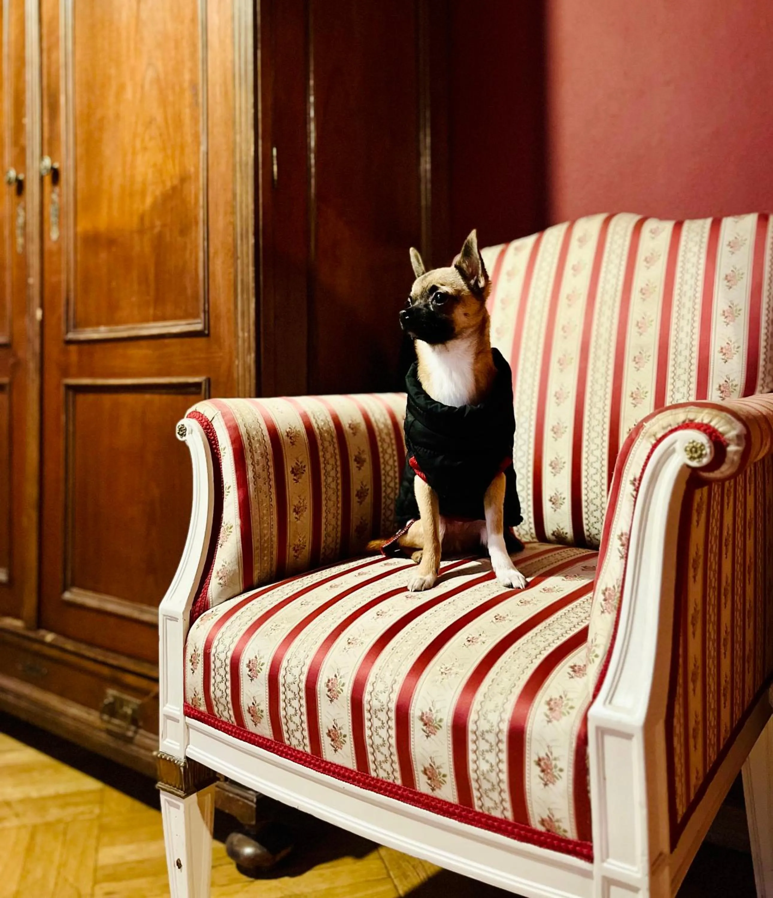 Pets in Small Luxury Palace Residence
