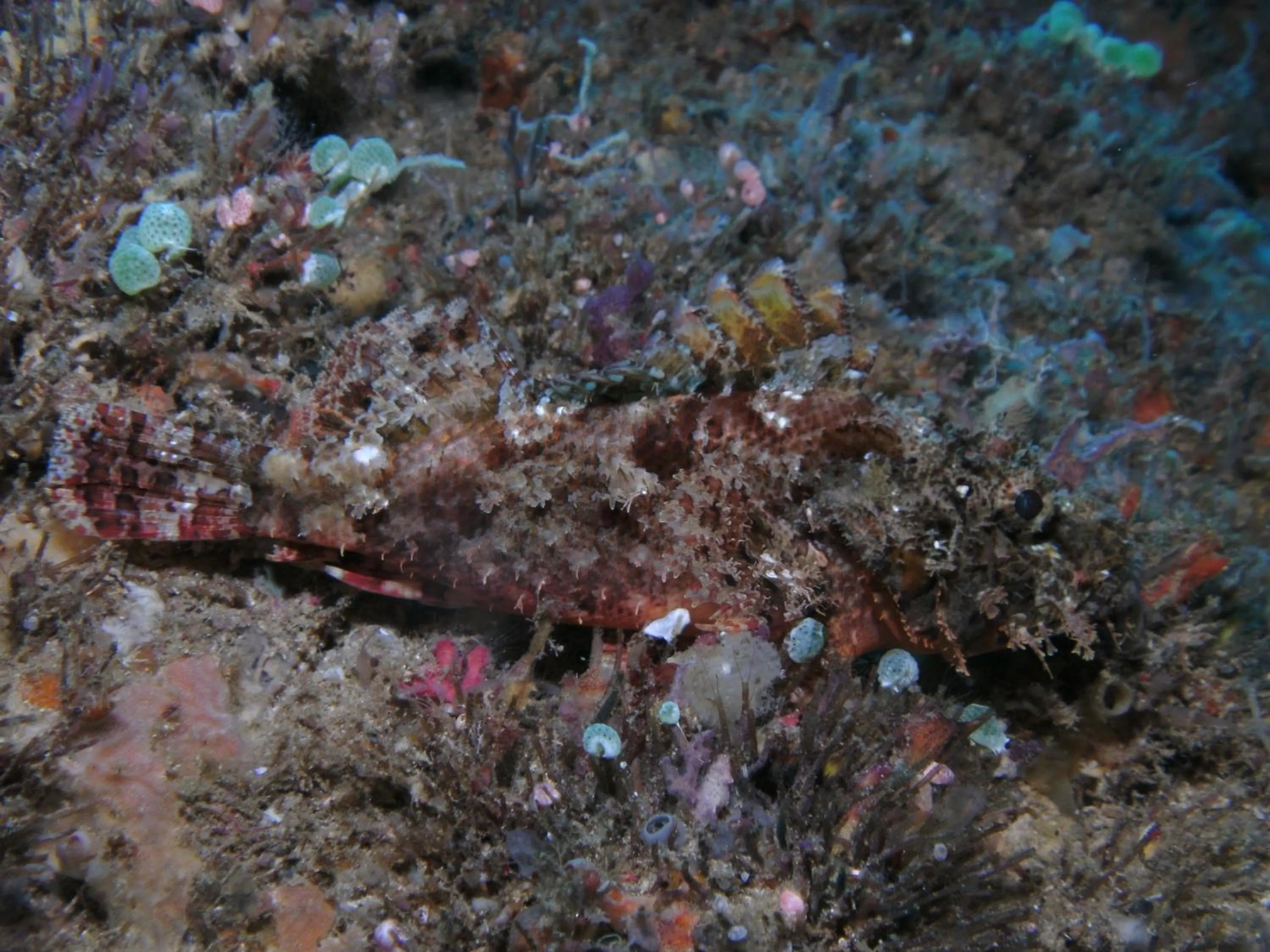 Other in Bonita Oasis Beach Resort