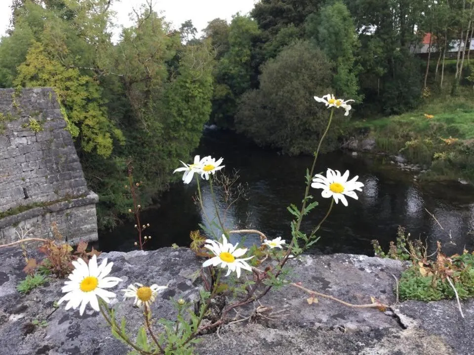 Natural landscape in Ryan's River Lodge B&B